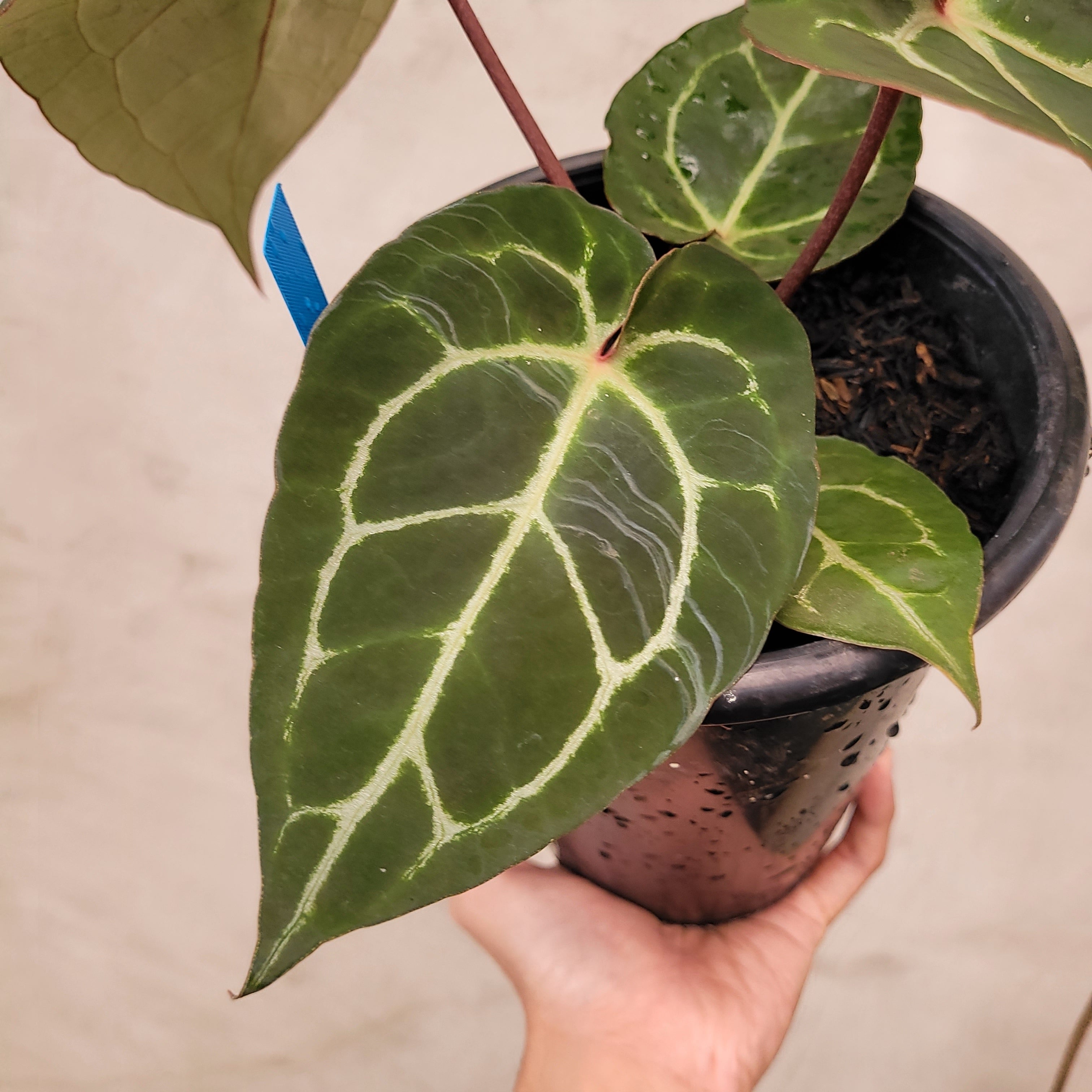 Anthurium Hoffmanii x Dorayaki