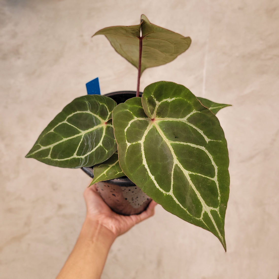 Anthurium Hoffmanii x Dorayaki