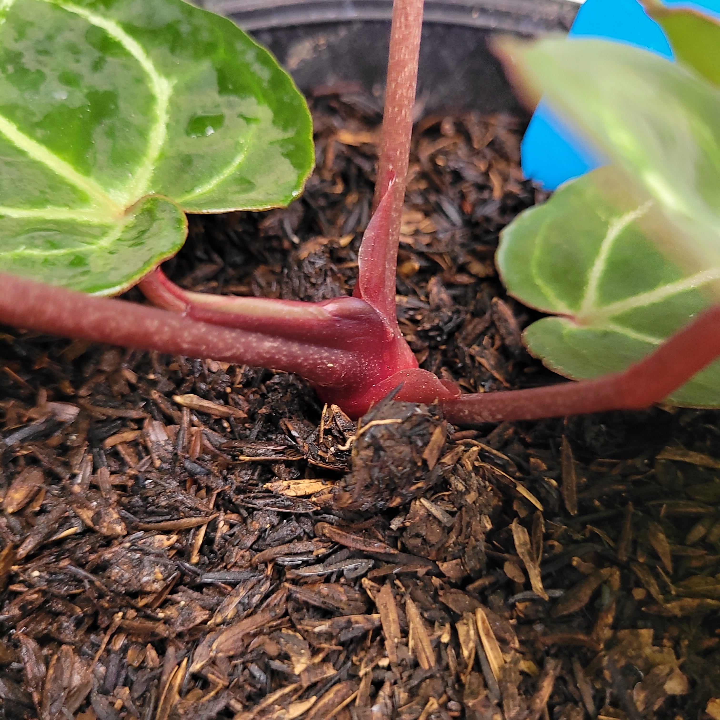 Anthurium Hoffmanii x Dorayaki