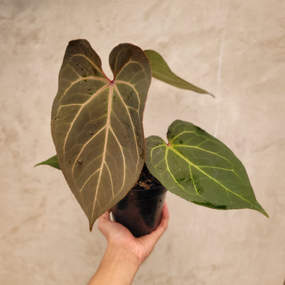 Anthurium Red Sonya