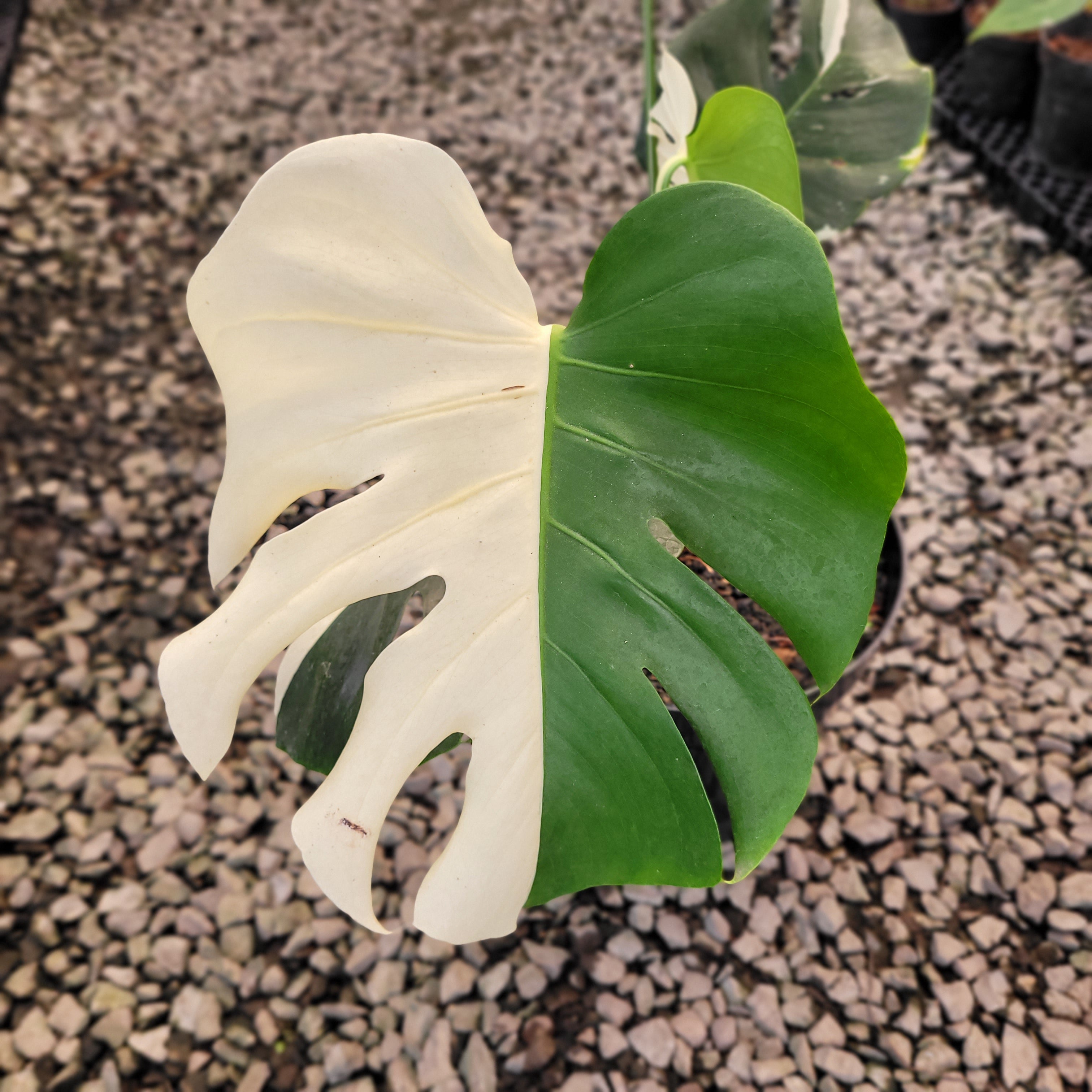 Monstera Deliciosa Albo Variegated