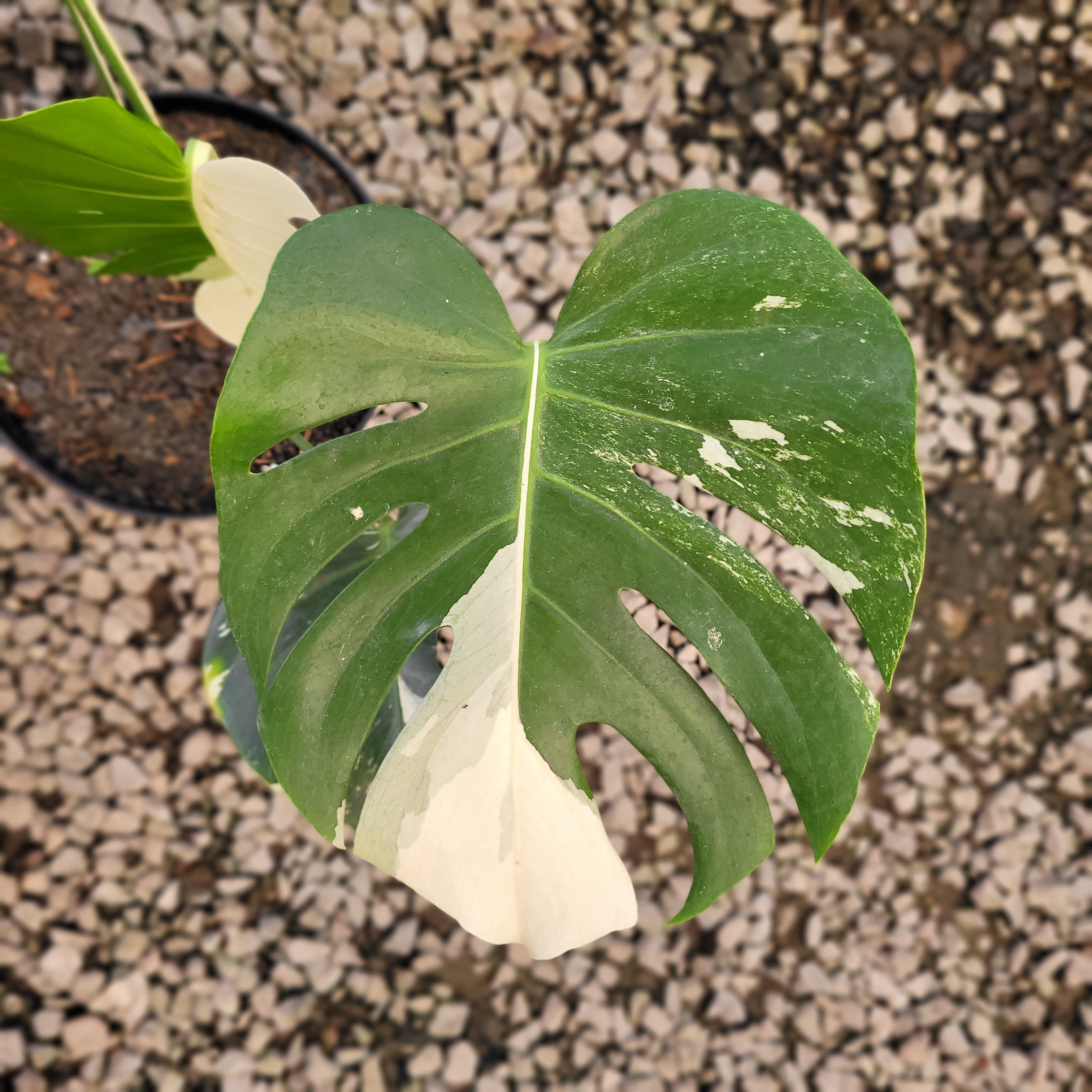 Monstera Deliciosa Albo Variegated