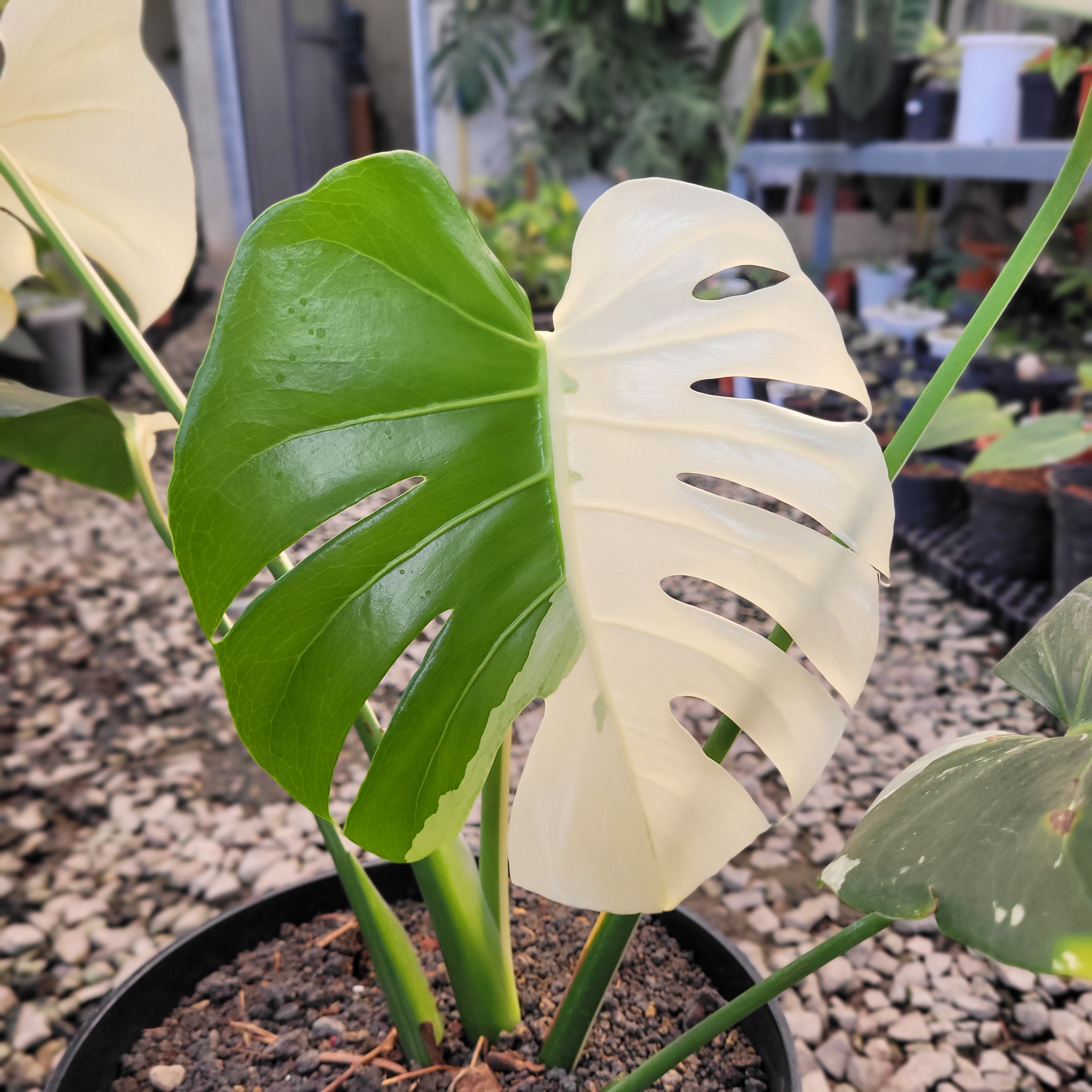 Monstera Deliciosa Albo Variegated