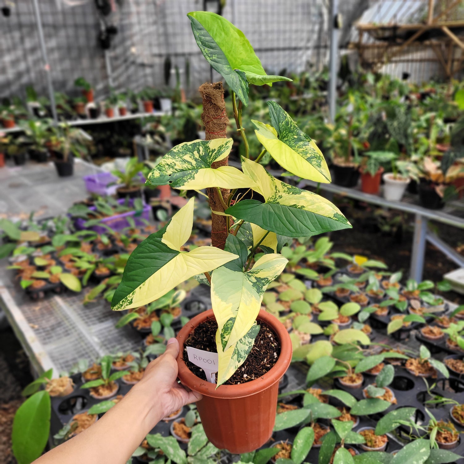 RP001-08 Syngonium yellow variegated