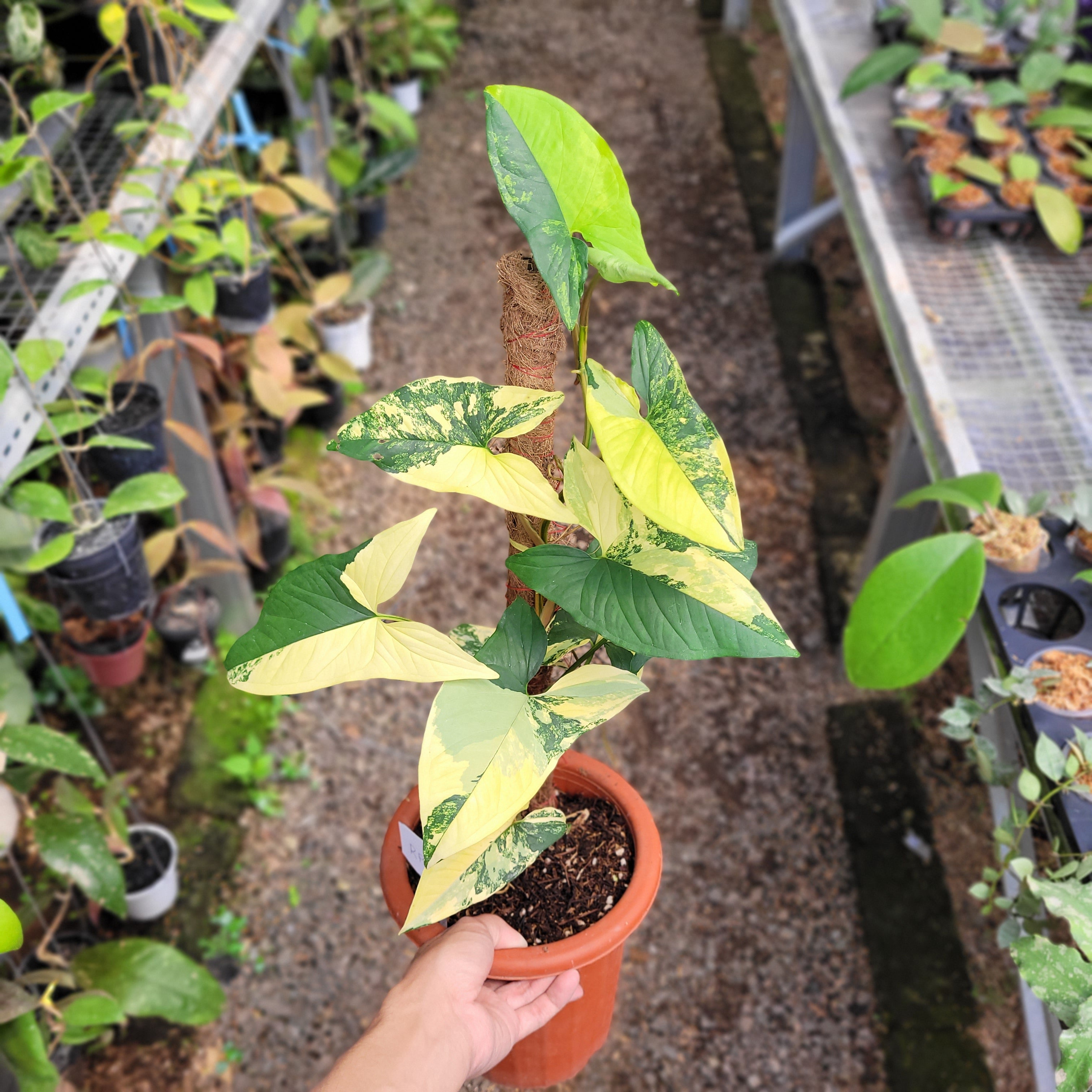 RP001-08 Syngonium yellow variegated