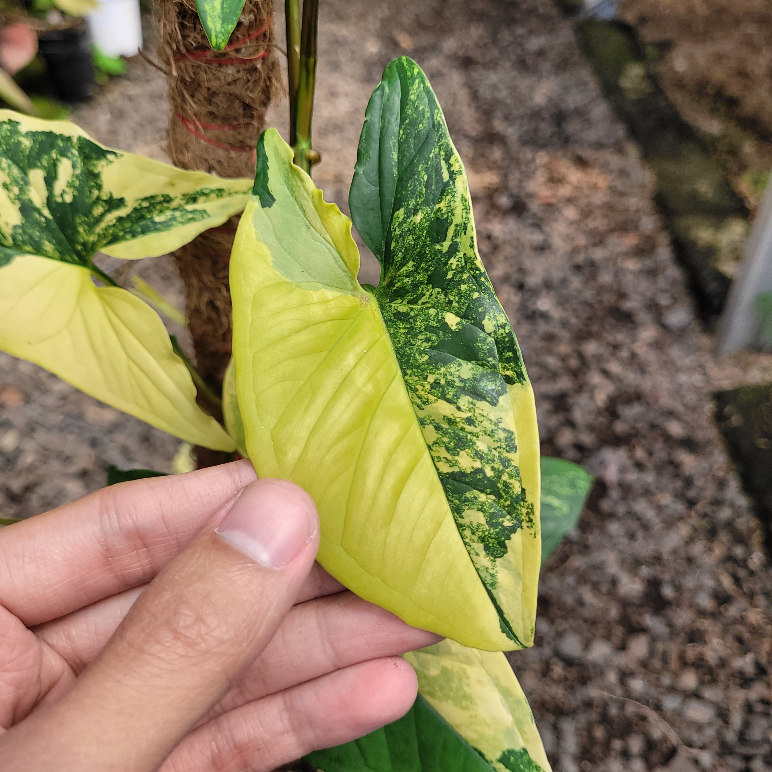 RP001-08 Syngonium yellow variegated