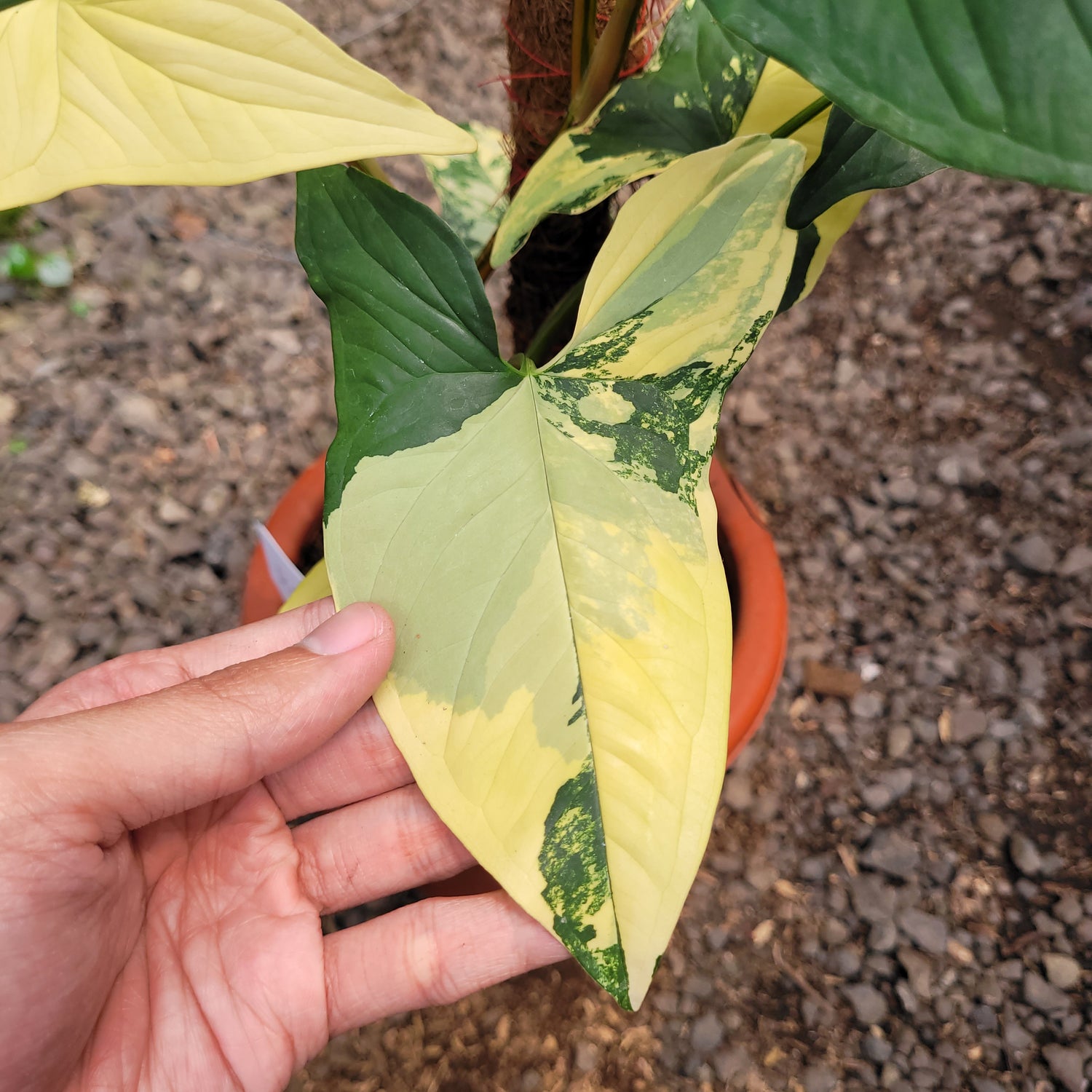 RP001-08 Syngonium yellow variegated