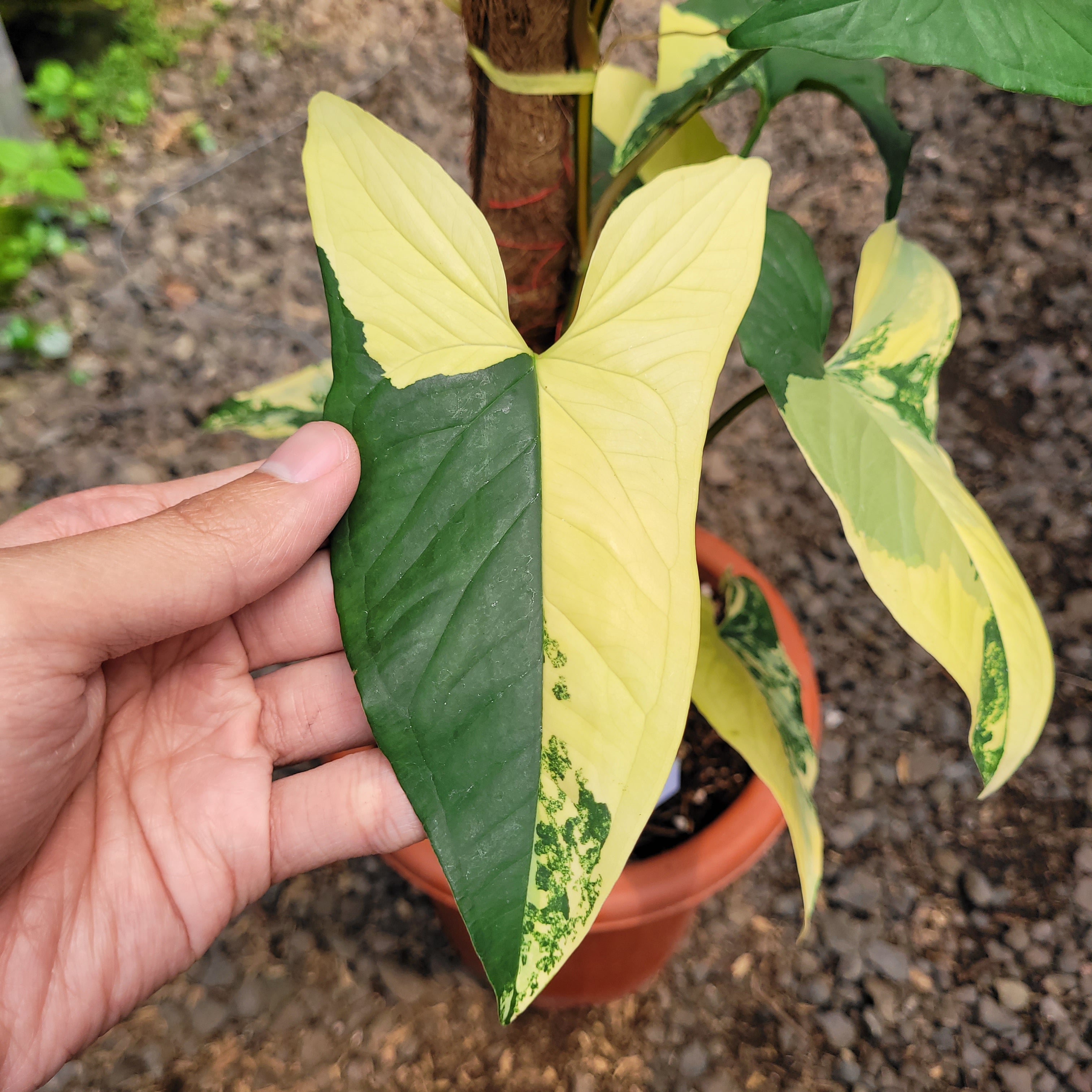 RP001-08 Syngonium yellow variegated