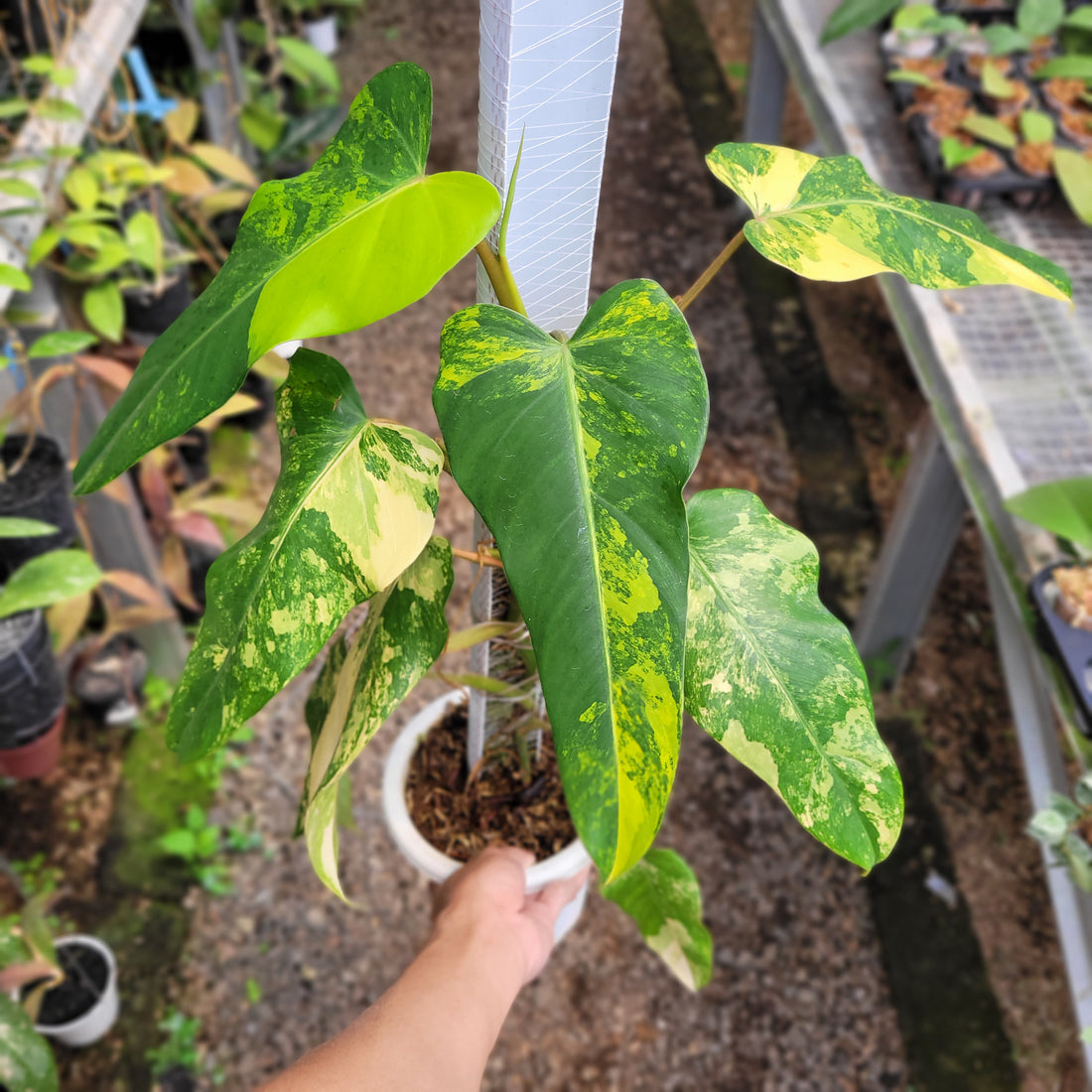 RP002-08 Philodendron Domesticum Variegated