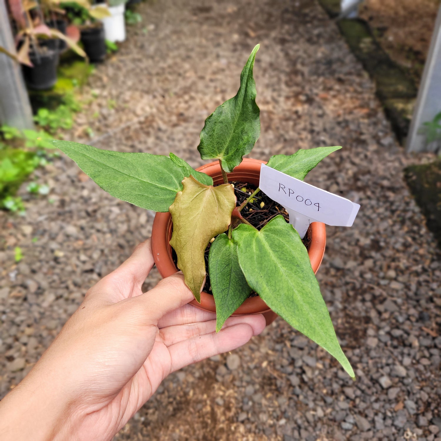 RP004-08 Anthurium Luxurian Indo x Papilaminum