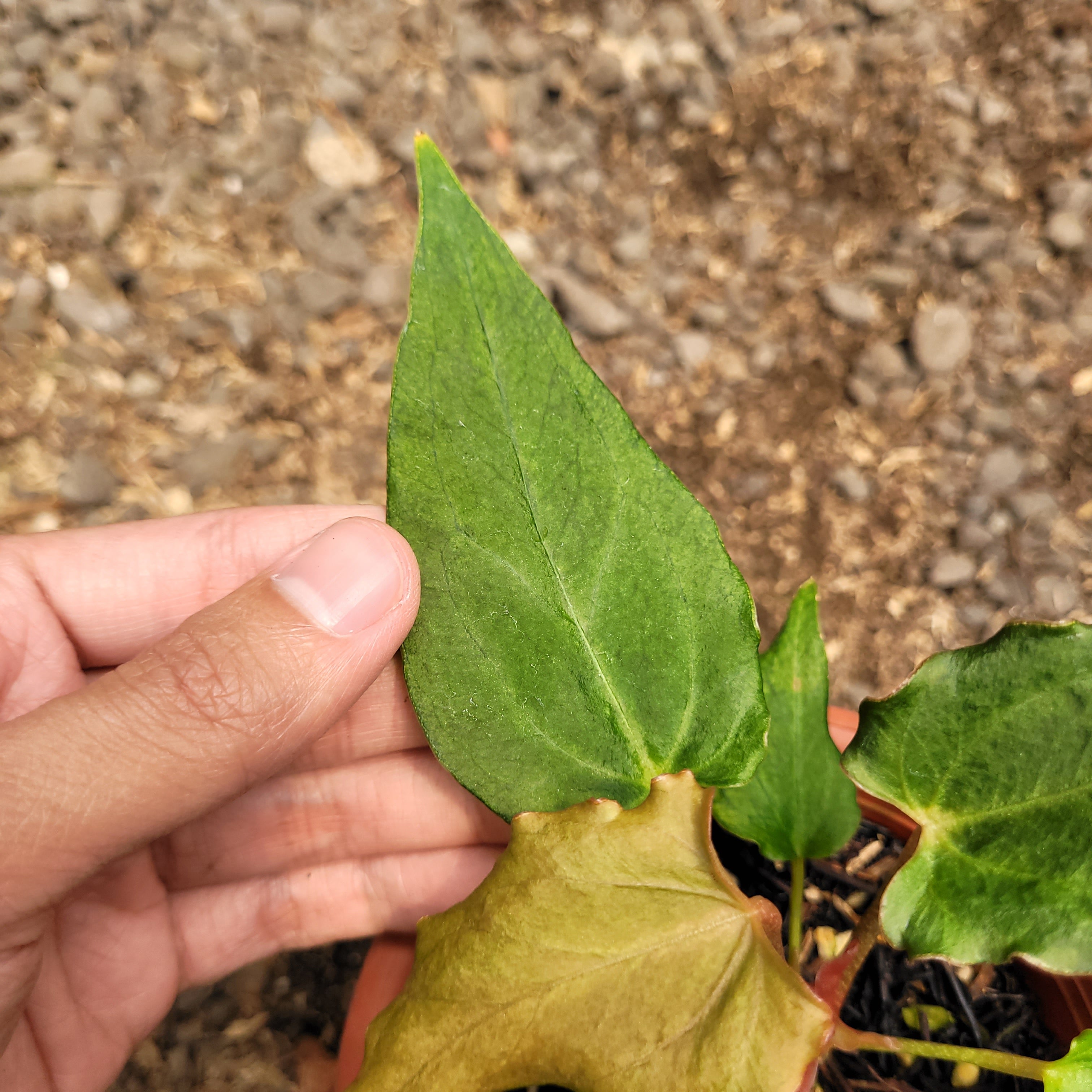 RP004-08 Anthurium Luxurian Indo x Papilaminum