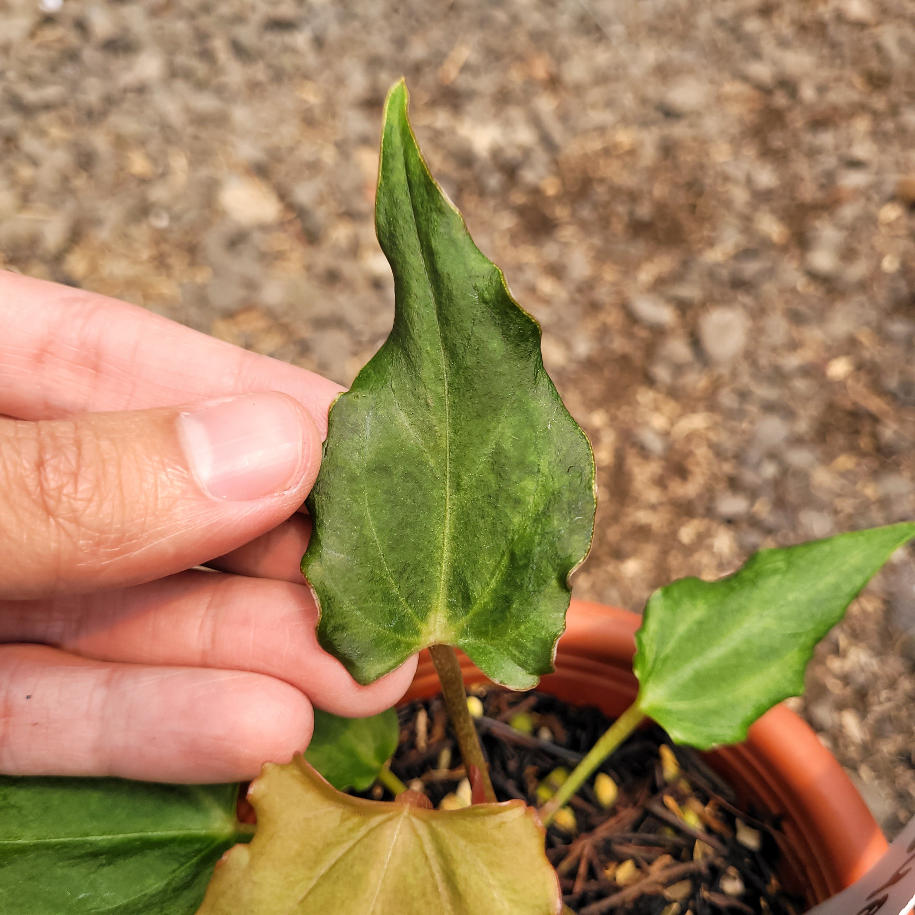 RP004-08 Anthurium Luxurian Indo x Papilaminum