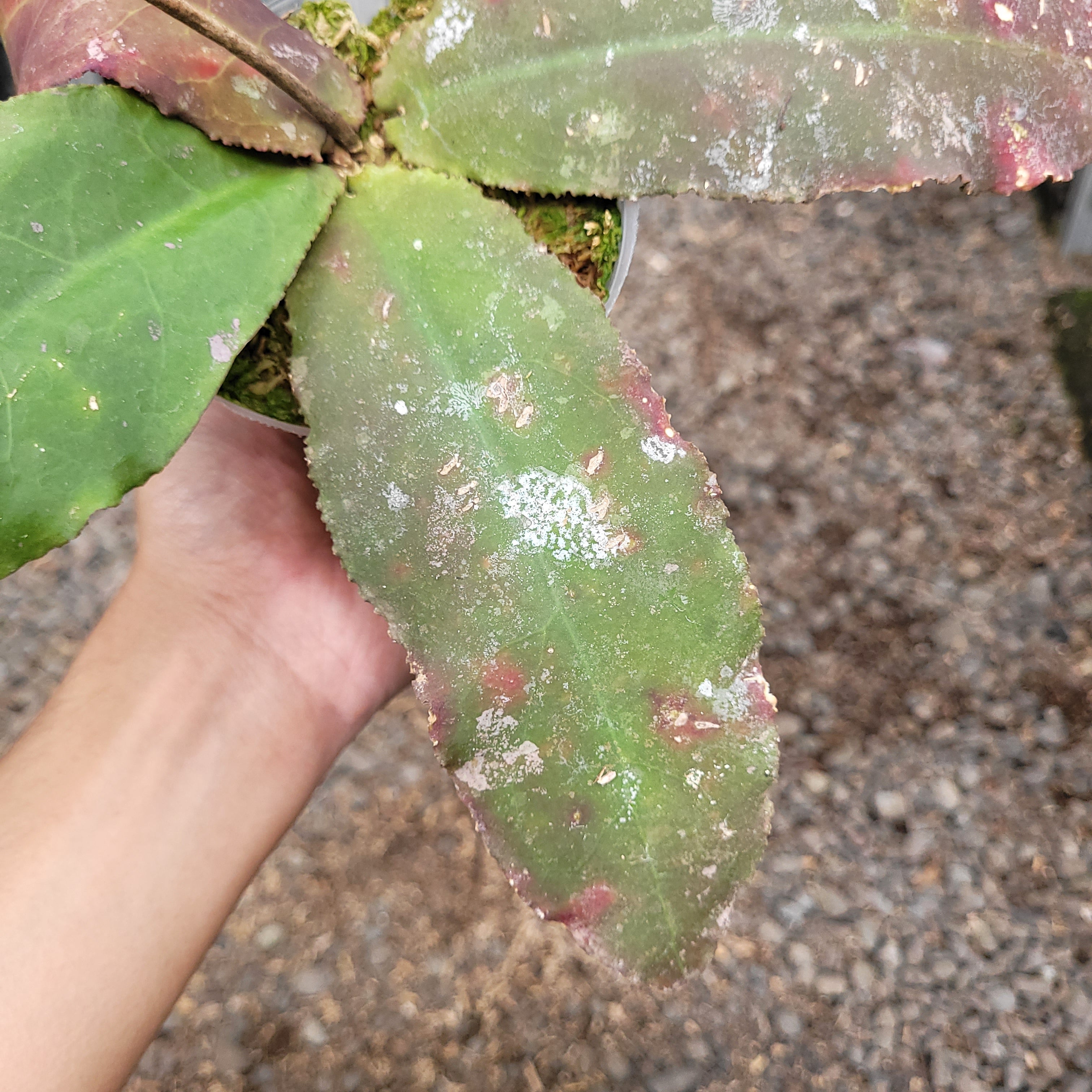 RP006-08 Hoya Undulata