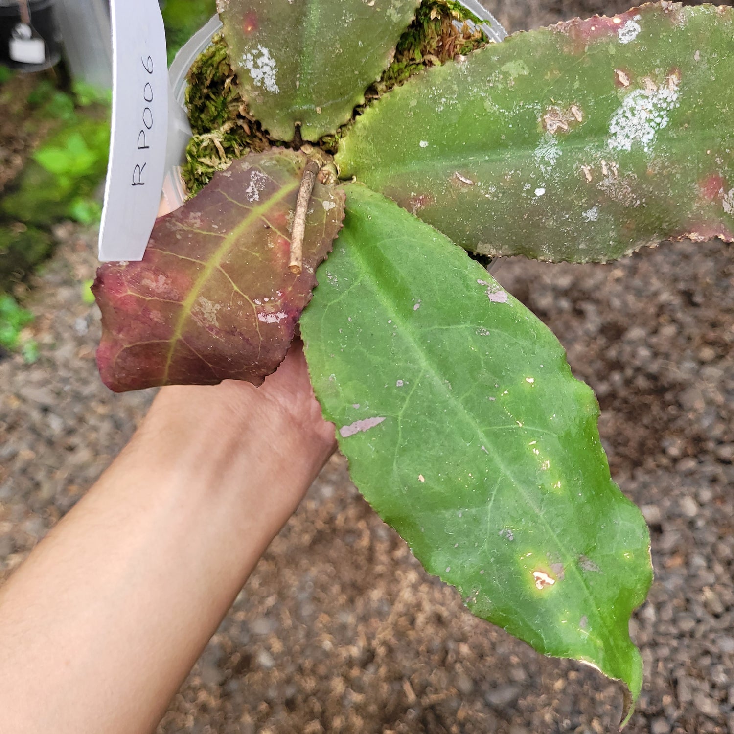 RP006-08 Hoya Undulata