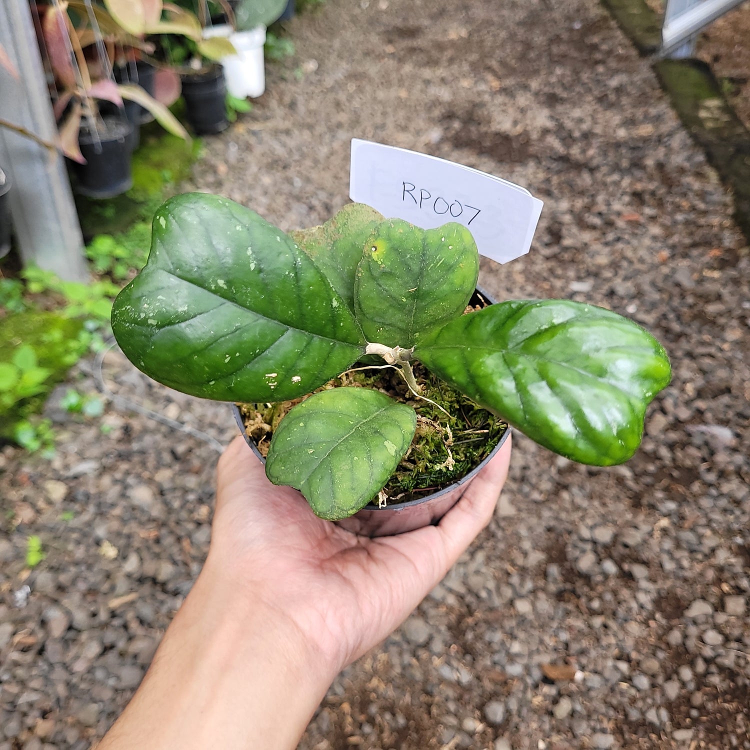 RP007-08 Hoya deykeae