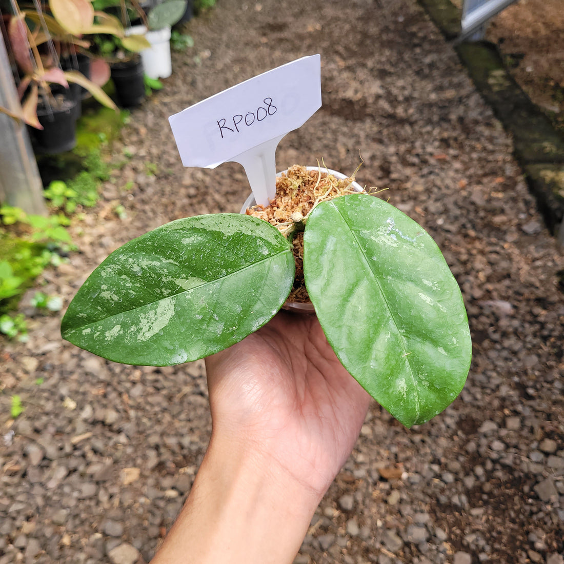 Hoya Coriacea splash