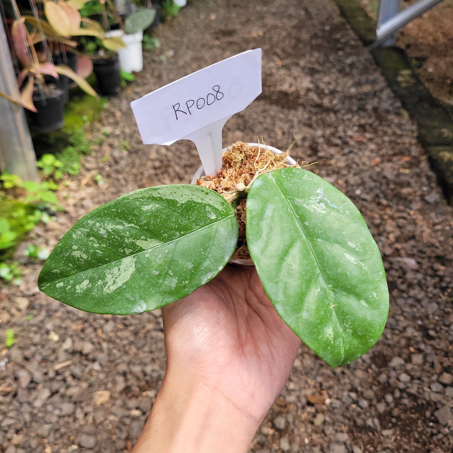 Hoya Coriacea splash