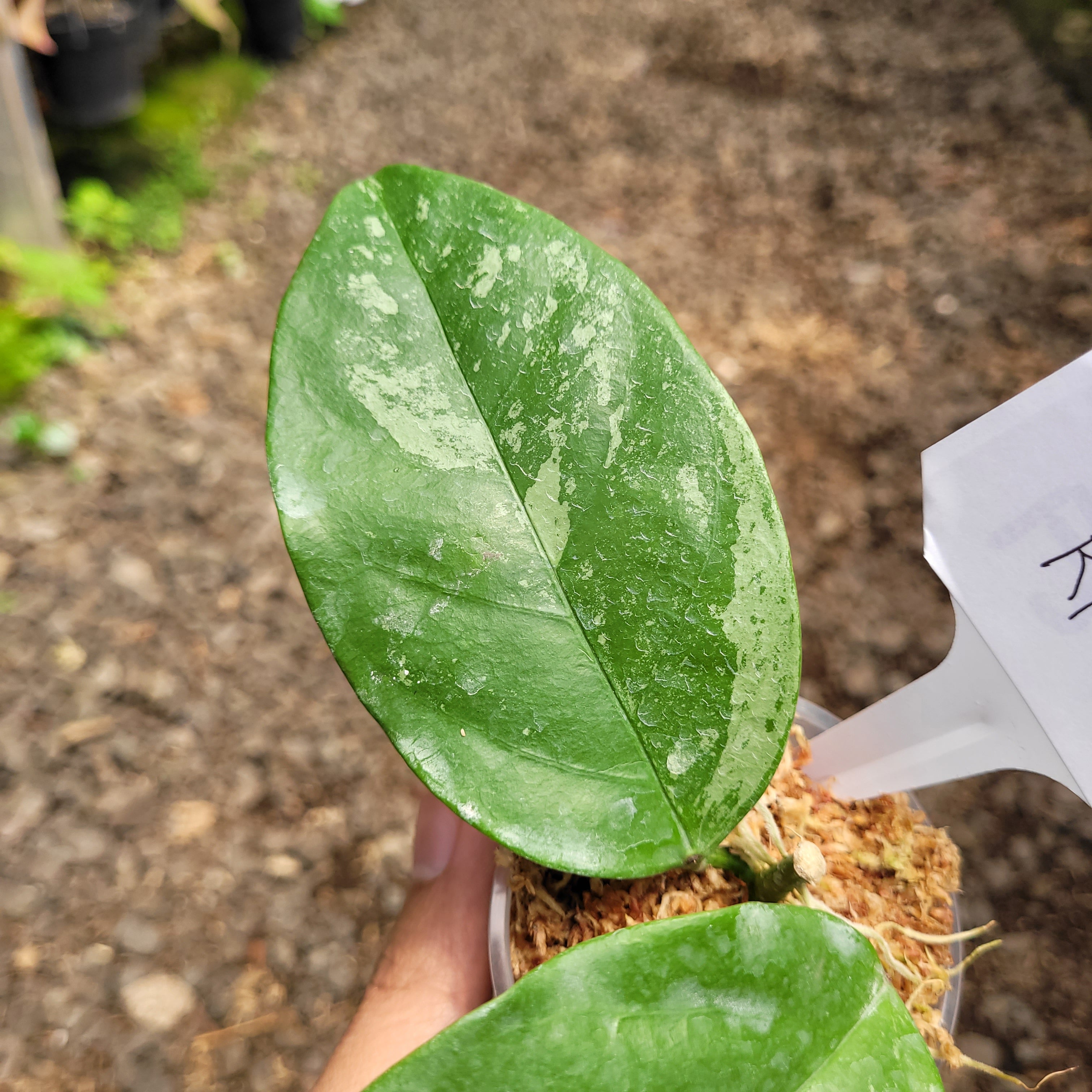 Hoya Coriacea splash