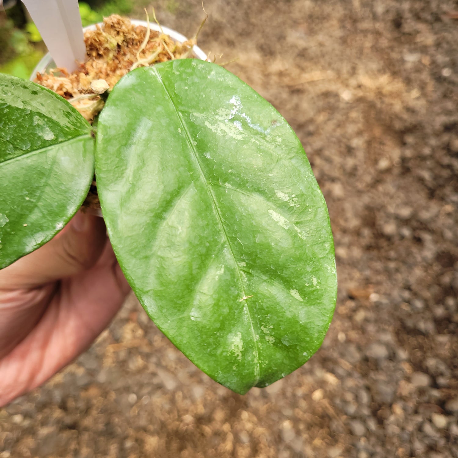 Hoya Coriacea splash