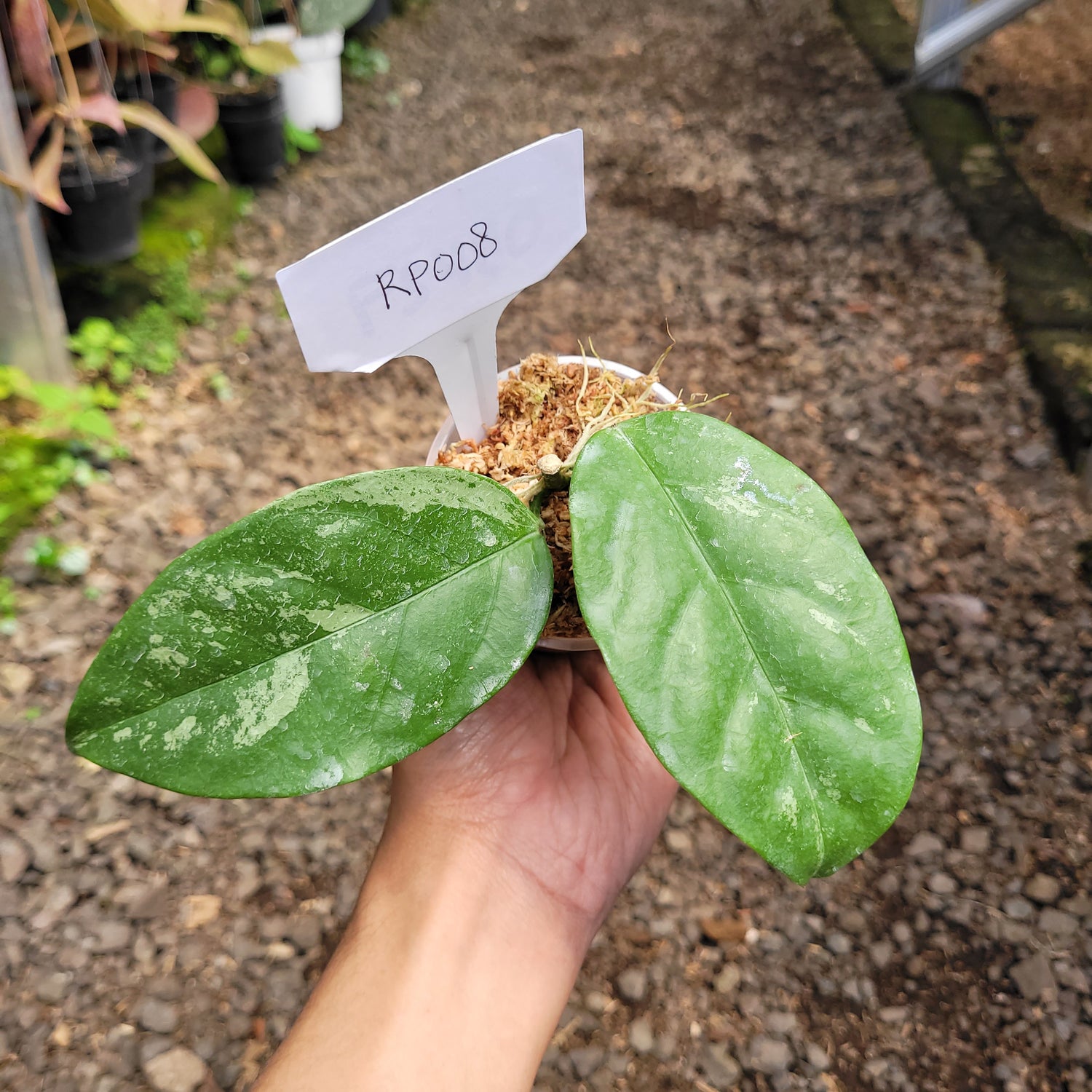 Hoya Coriacea splash