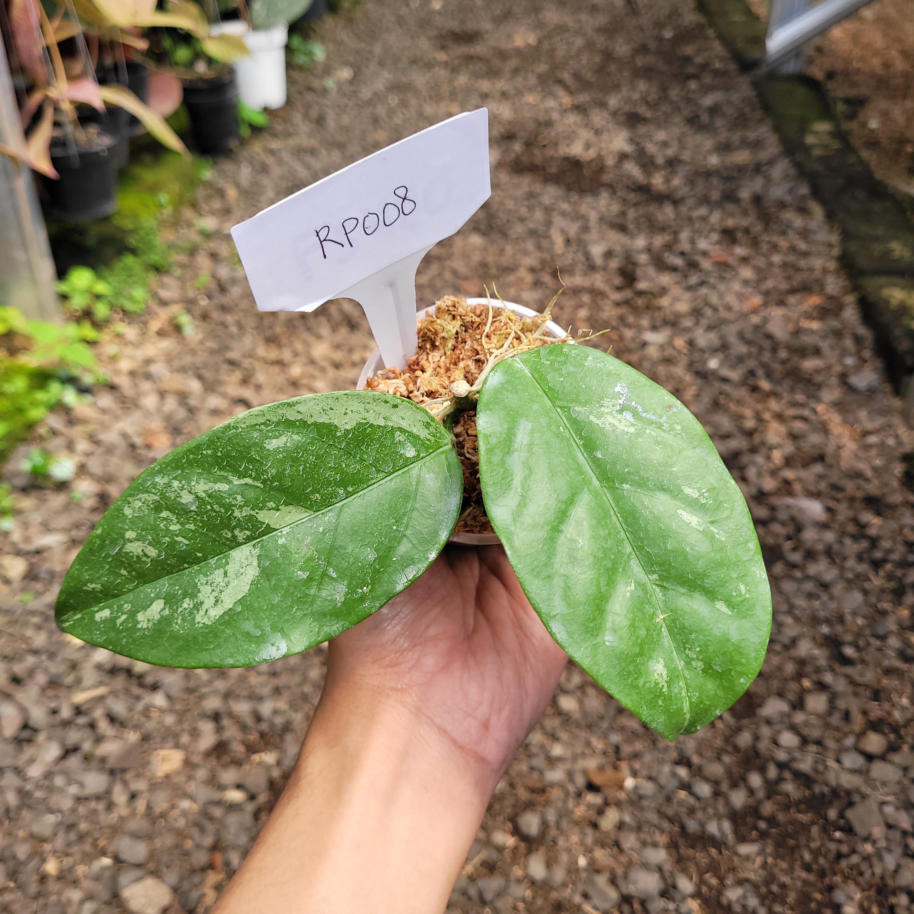 RP008-08 Hoya Coriacea splash