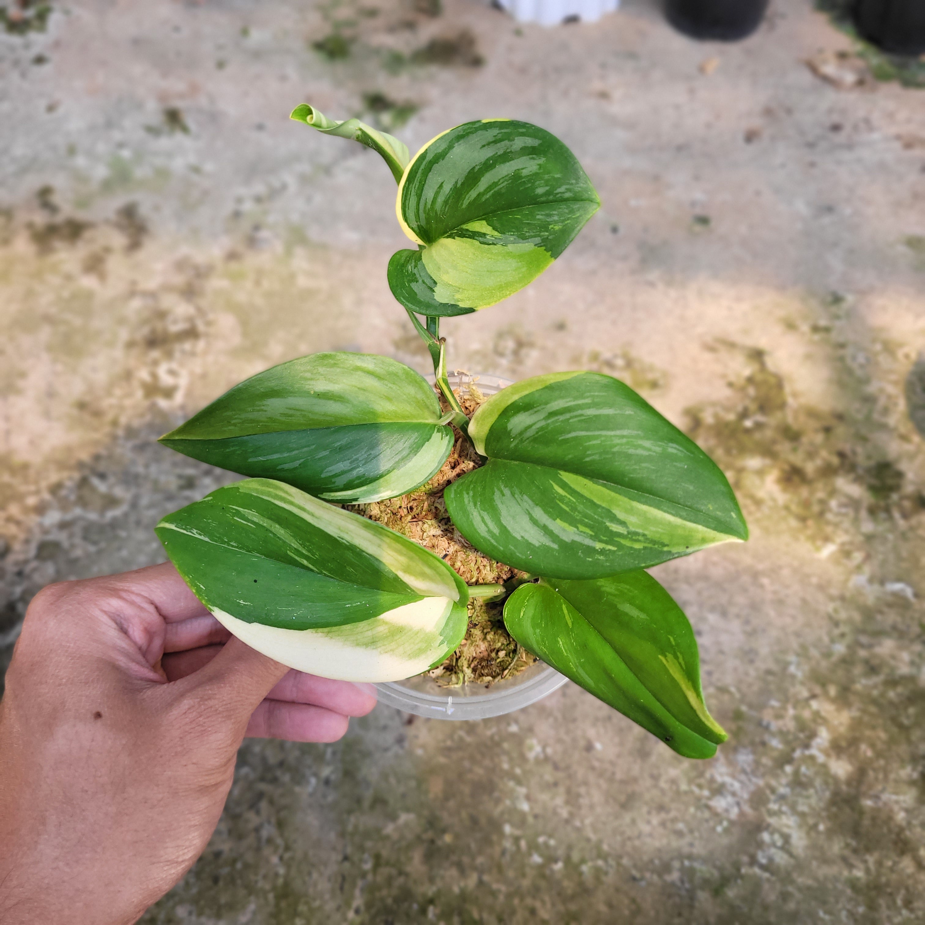 RP001-09 Package A (Philodendron Florida Beauty, Scindapsus Moonlight Variegated, &amp; Labisia Sp. Riau &