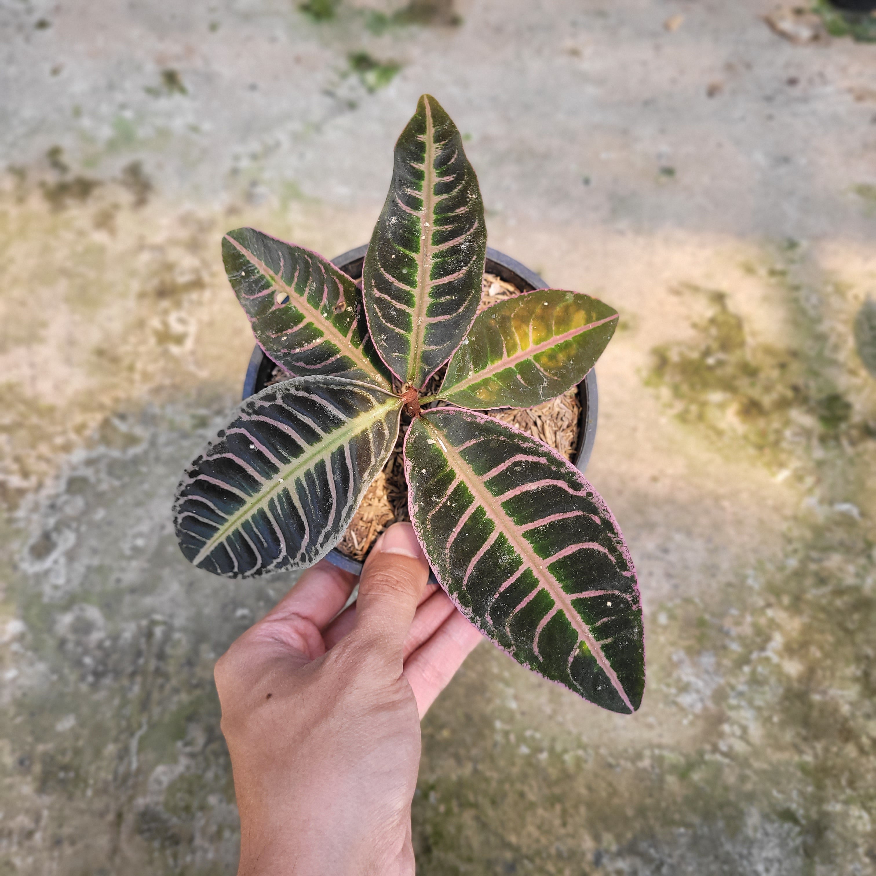 RP001-09 Package A (Philodendron Florida Beauty, Scindapsus Moonlight Variegated, &amp; Labisia Sp. Riau &