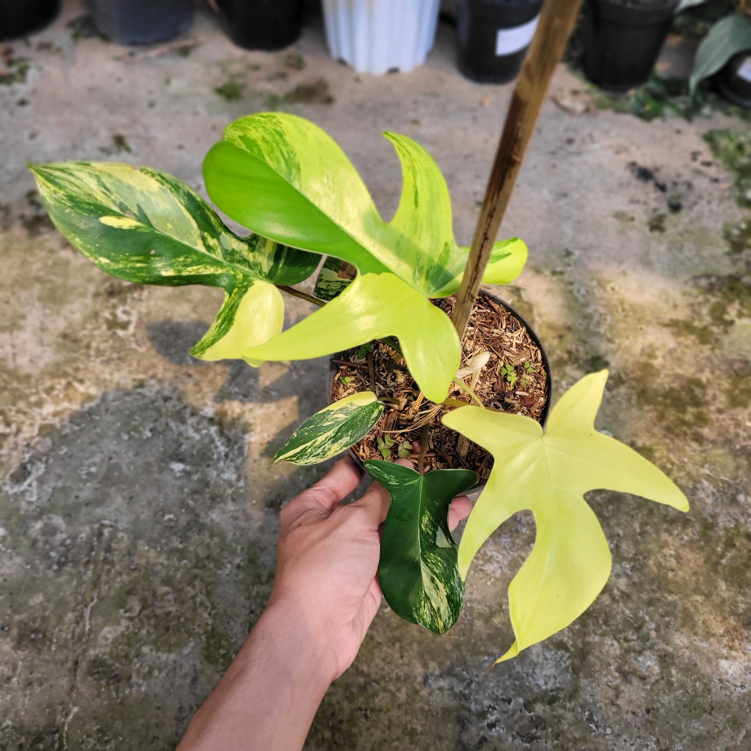 RP001-09 Package A (Philodendron Florida Beauty, Scindapsus Moonlight Variegated, &amp; Labisia Sp. Riau &