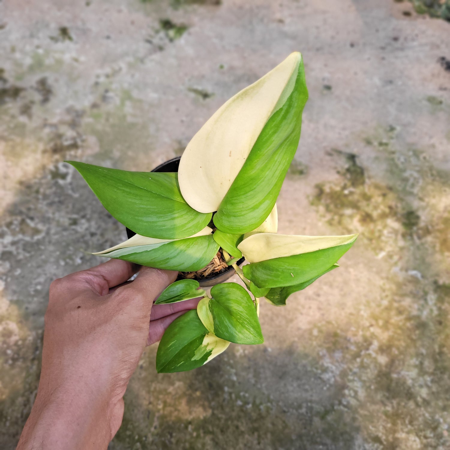 RP002-09 Package B (Philodendron Florida Beauty, Scindapsus Moonlight Variegated, &amp; Labisia Sp. Riau &