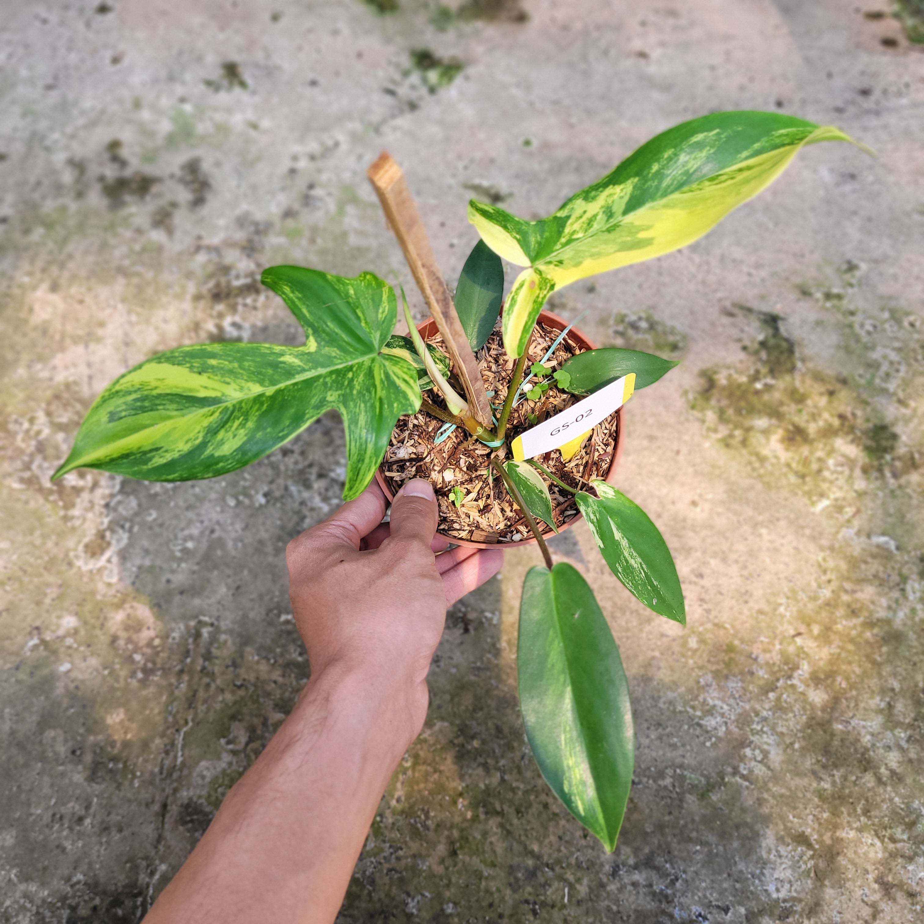 RP002-09 Package B (Philodendron Florida Beauty, Scindapsus Moonlight Variegated, &amp; Labisia Sp. Riau &