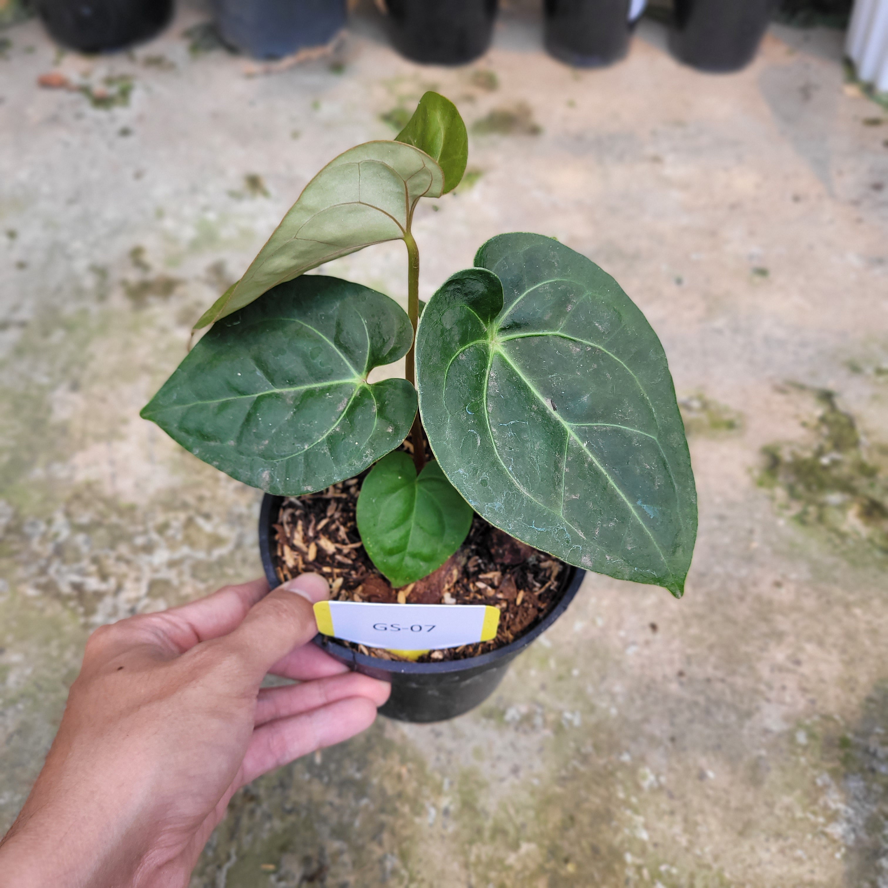 RP007-09 Package G (Anthurium Veitchii, Anthurium Papillilaminum Narrow Form &amp; Anthurium Luxurian Indo Type x Forgetti)