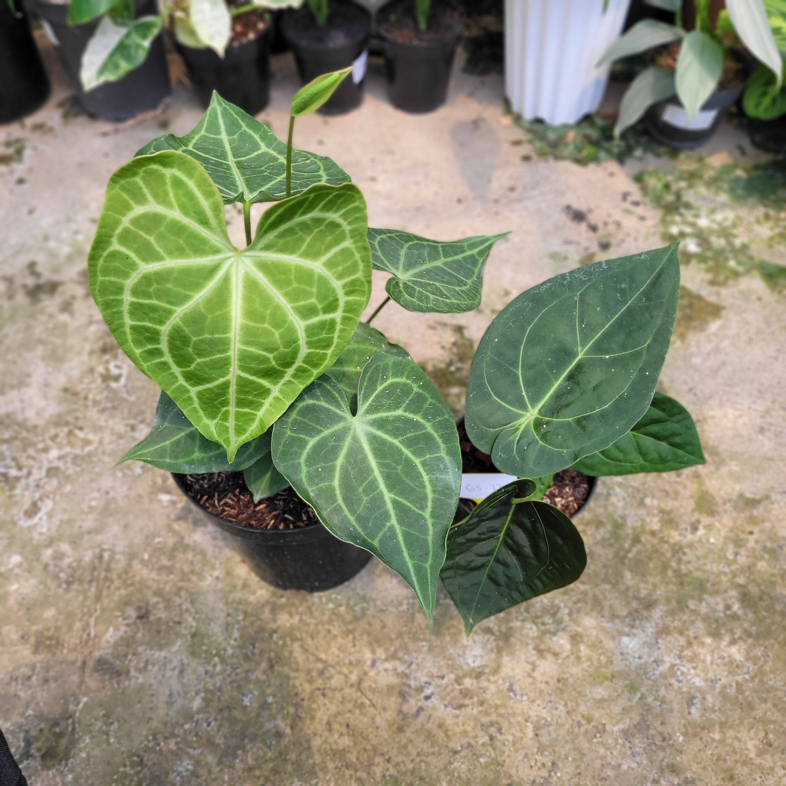 RP012-09 Package L (Anthurium Clarinervium x Warocqueanum &amp; Anthurium Luxurian Indo Type x Forgetti)