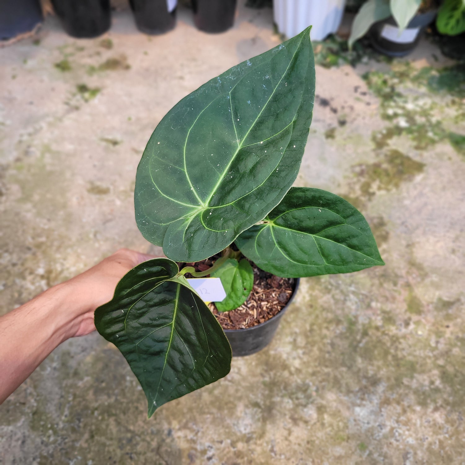 RP012-09 Package L (Anthurium Clarinervium x Warocqueanum &amp; Anthurium Luxurian Indo Type x Forgetti)