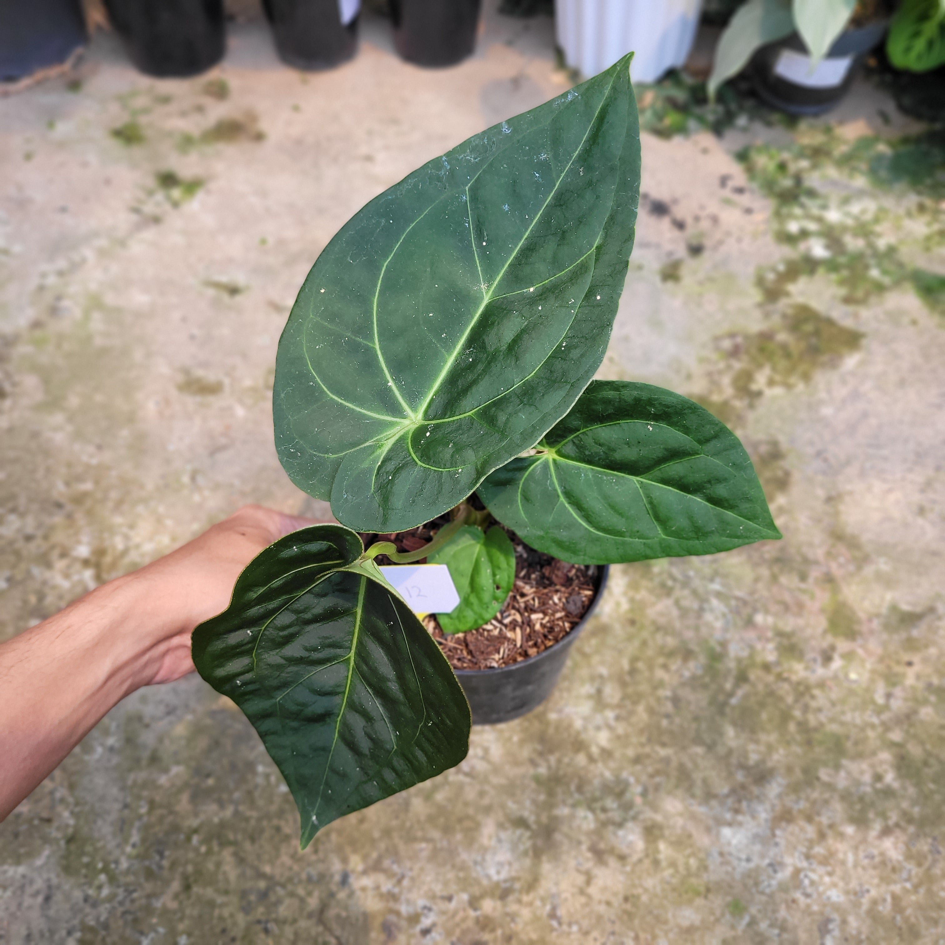 RP012-09 Package L (Anthurium Clarinervium x Warocqueanum &amp; Anthurium Luxurian Indo Type x Forgetti)