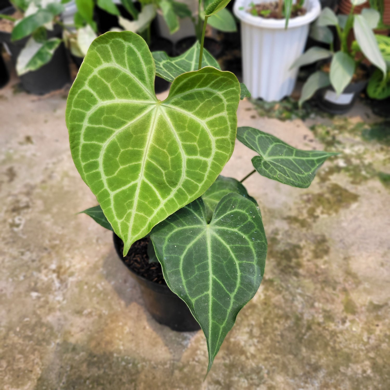 RP012-09 Package L (Anthurium Clarinervium x Warocqueanum &amp; Anthurium Luxurian Indo Type x Forgetti)