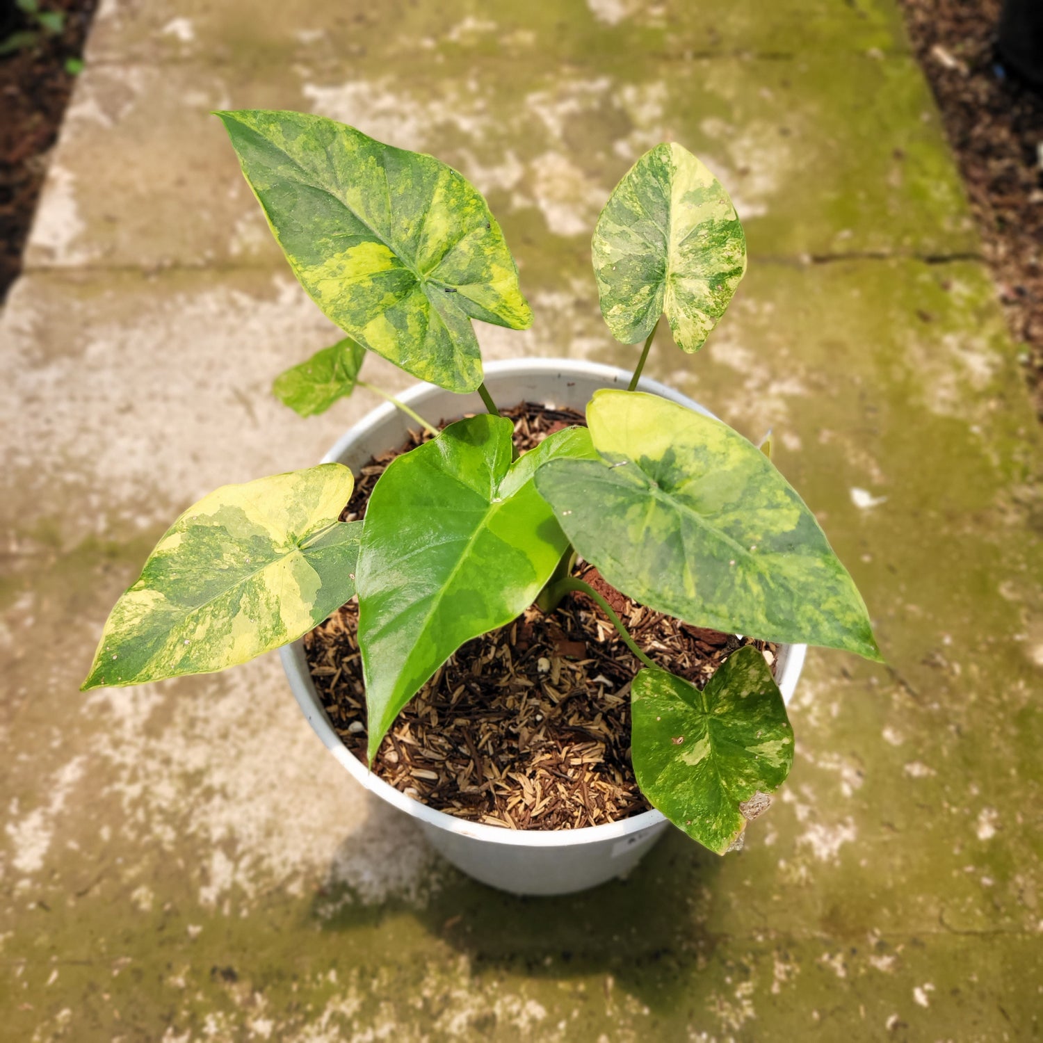 RP001-10 Alocasia Gageana Aurea Variegated