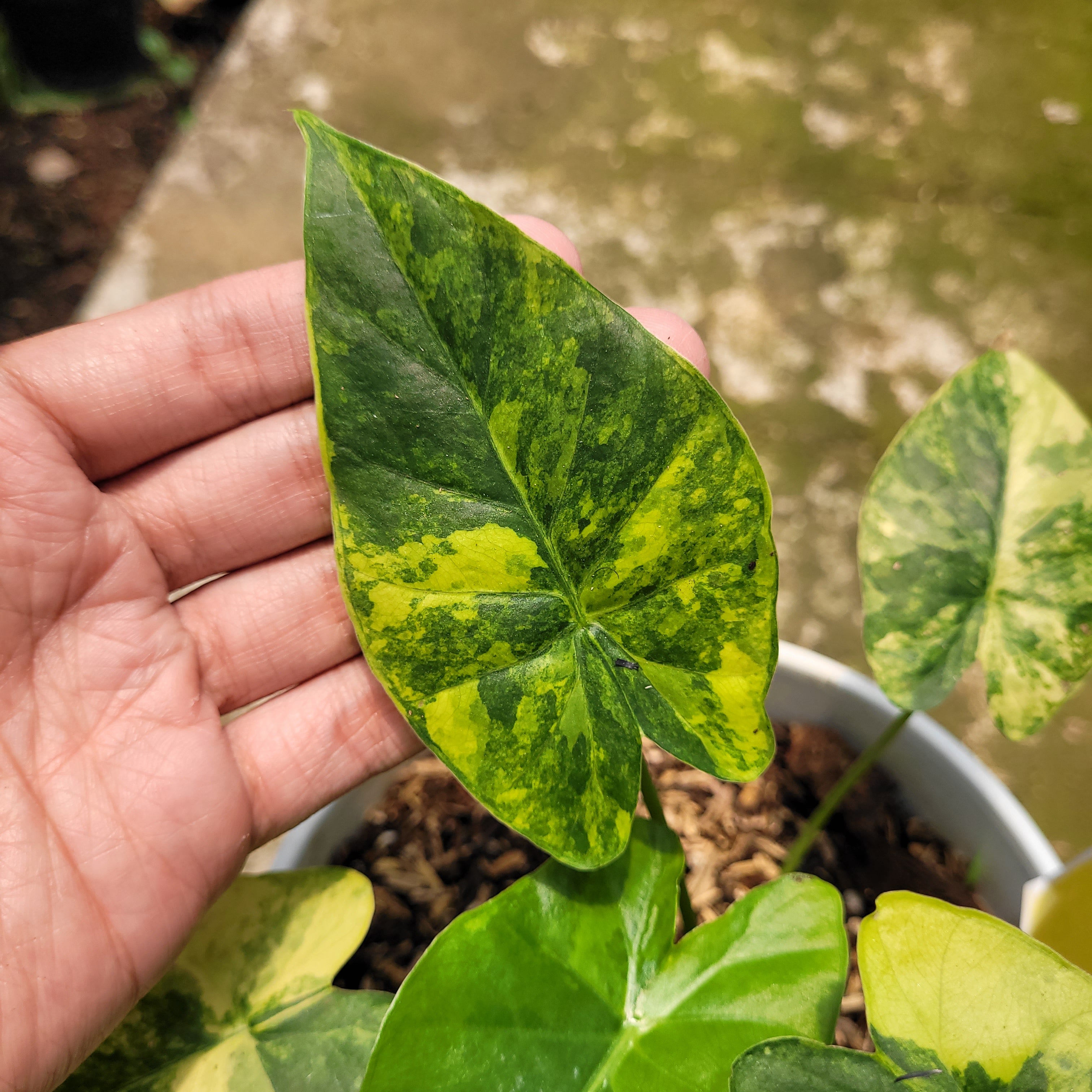 RP001-10 Alocasia Gageana Aurea Variegated