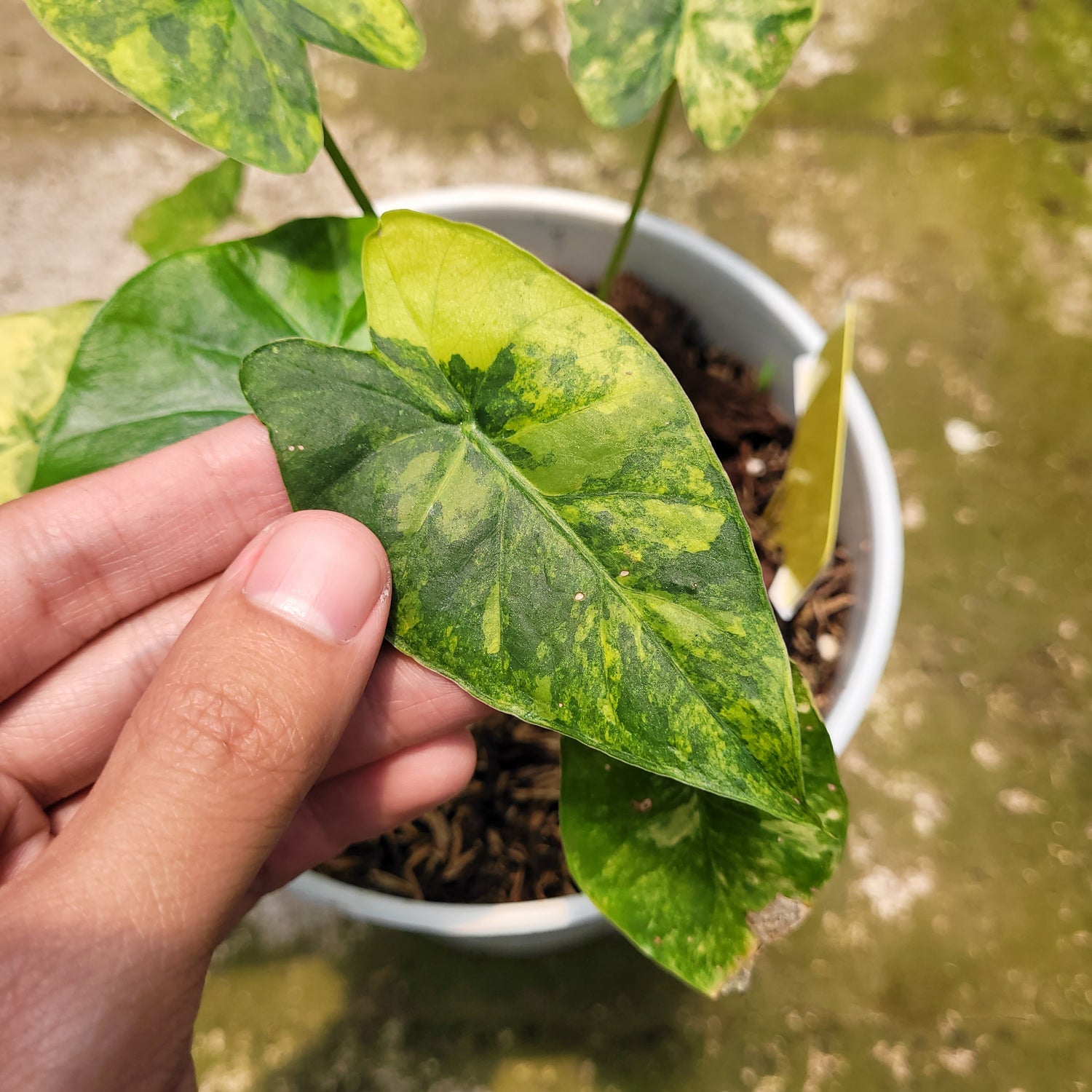 RP001-10 Alocasia Gageana Aurea Variegated