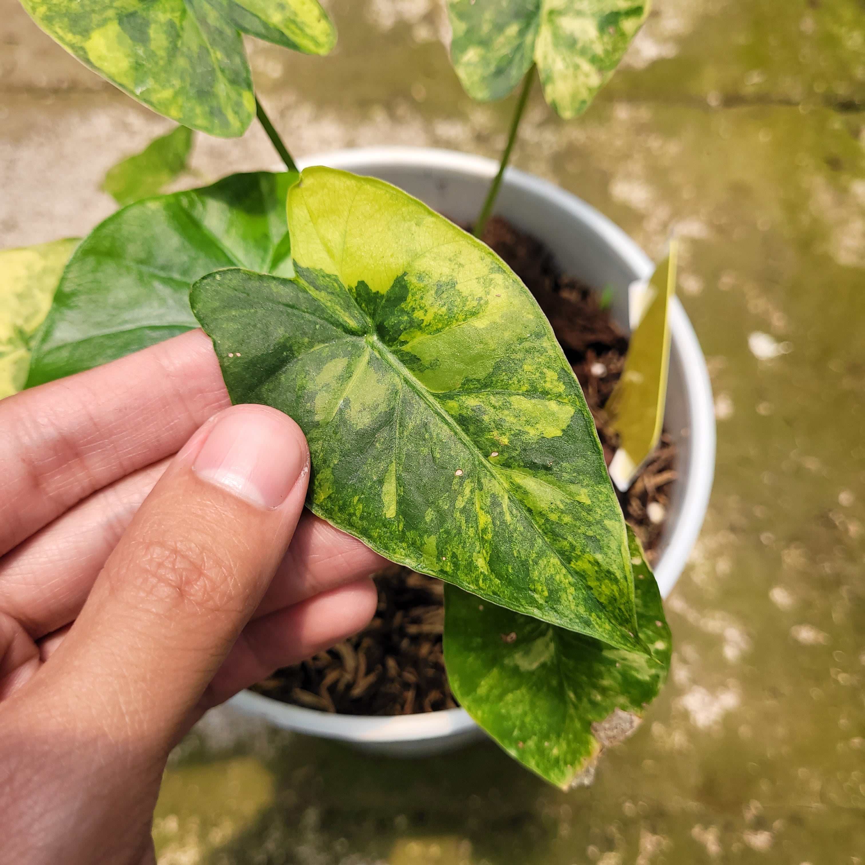 RP001-10 Alocasia Gageana Aurea Variegated