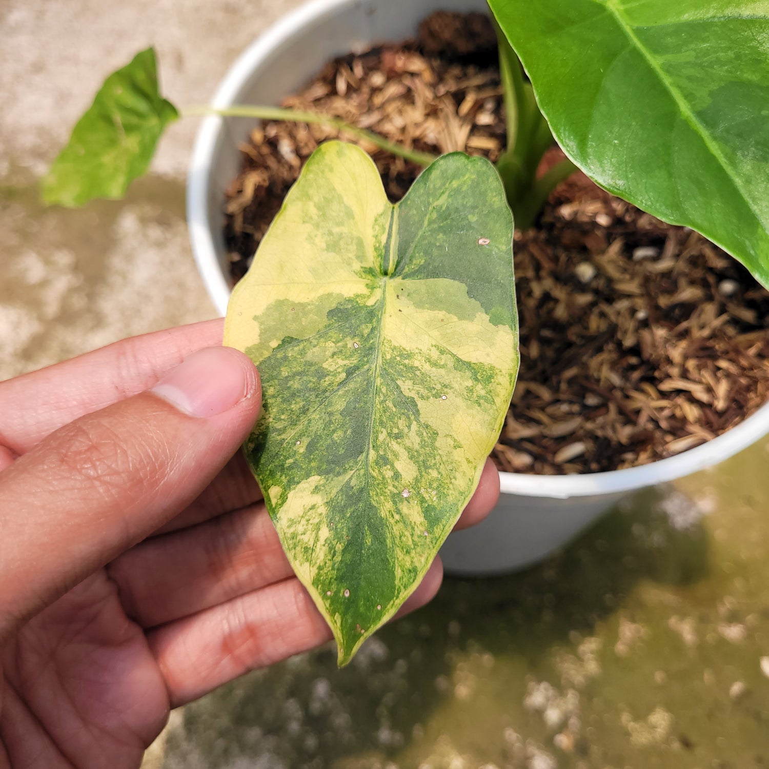 RP001-10 Alocasia Gageana Aurea Variegated