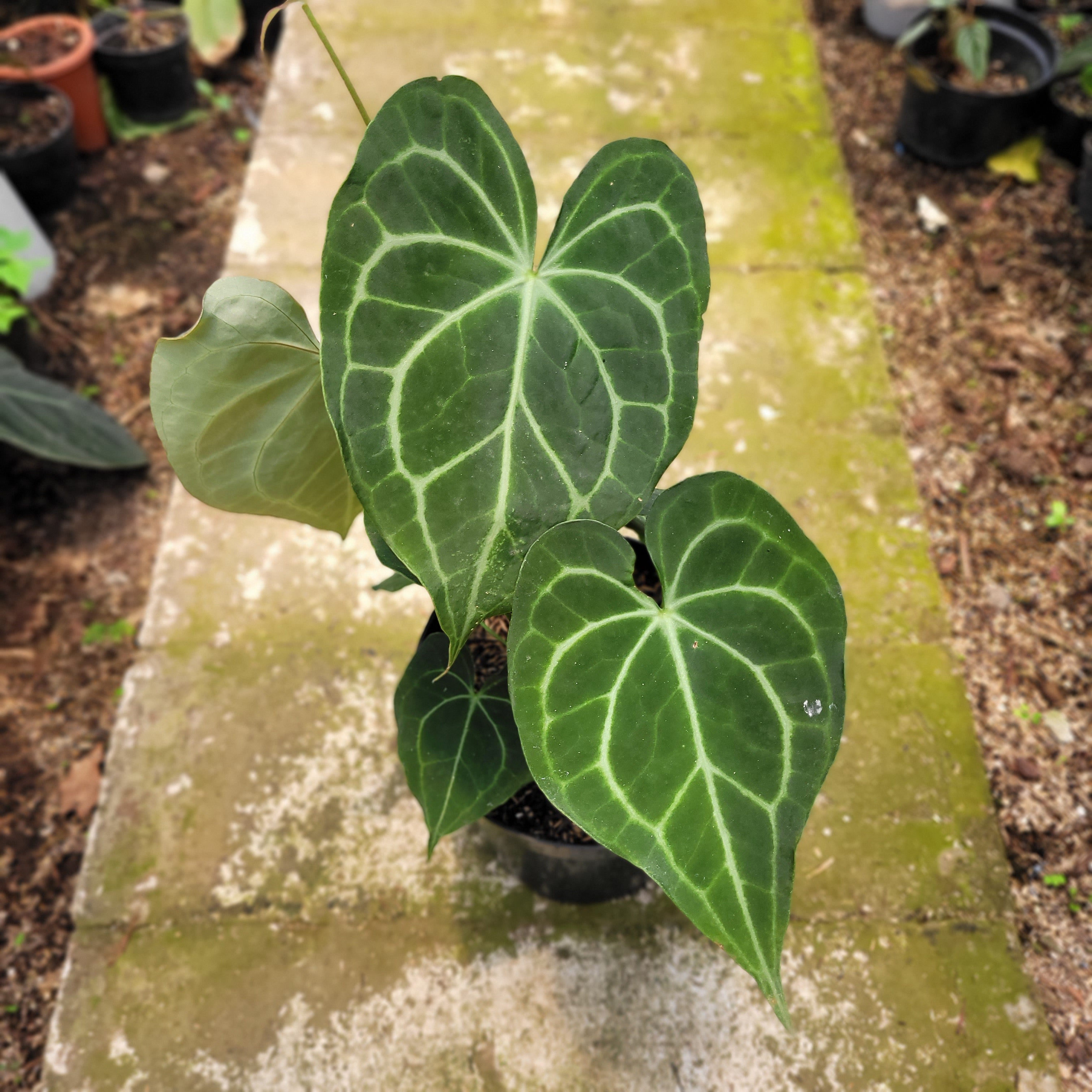 RP002-10 Anthurium Clarinervium x Warocqueanum