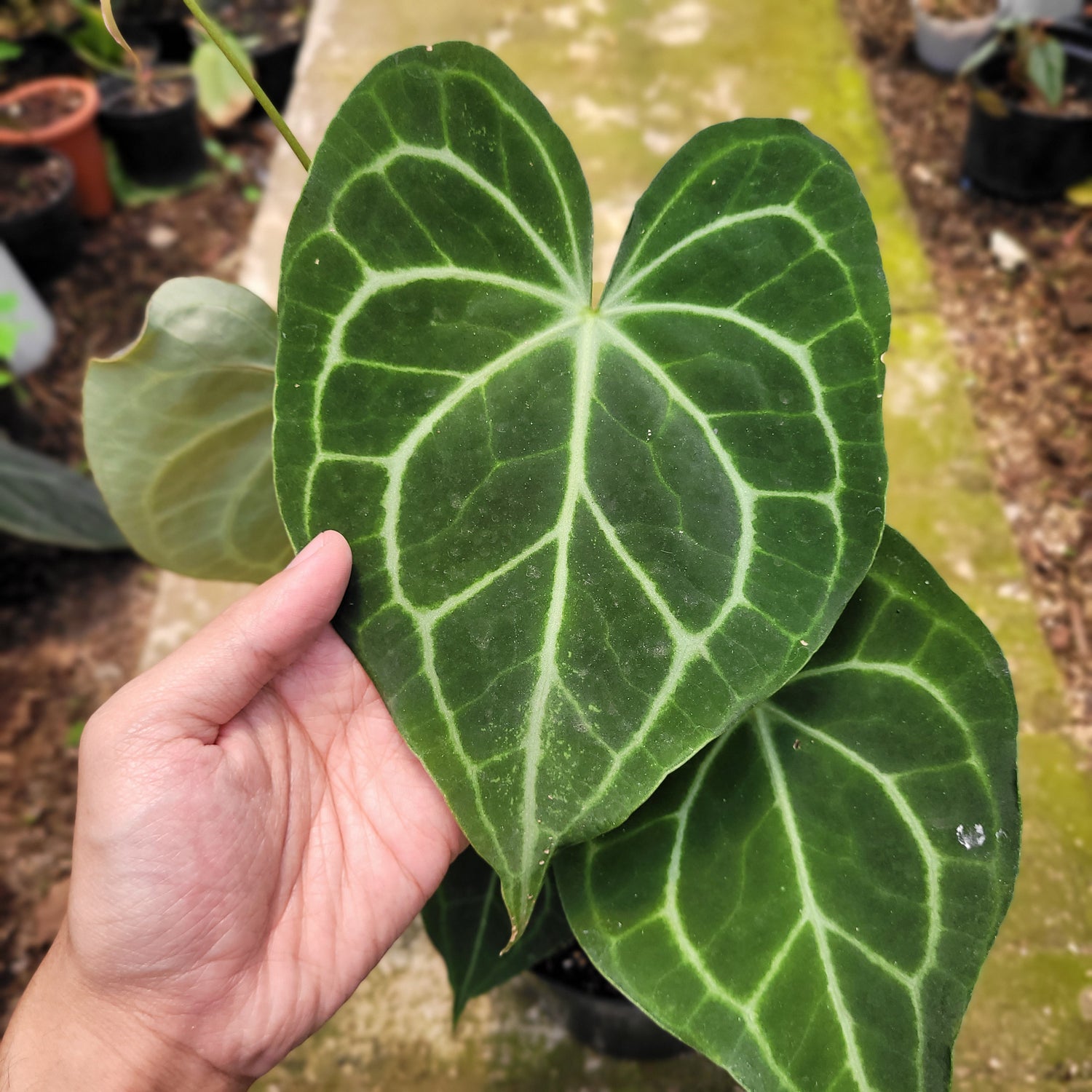 anthurium clarinervium x warocqueanum Anthurium Clarinervium x Warocqueanum