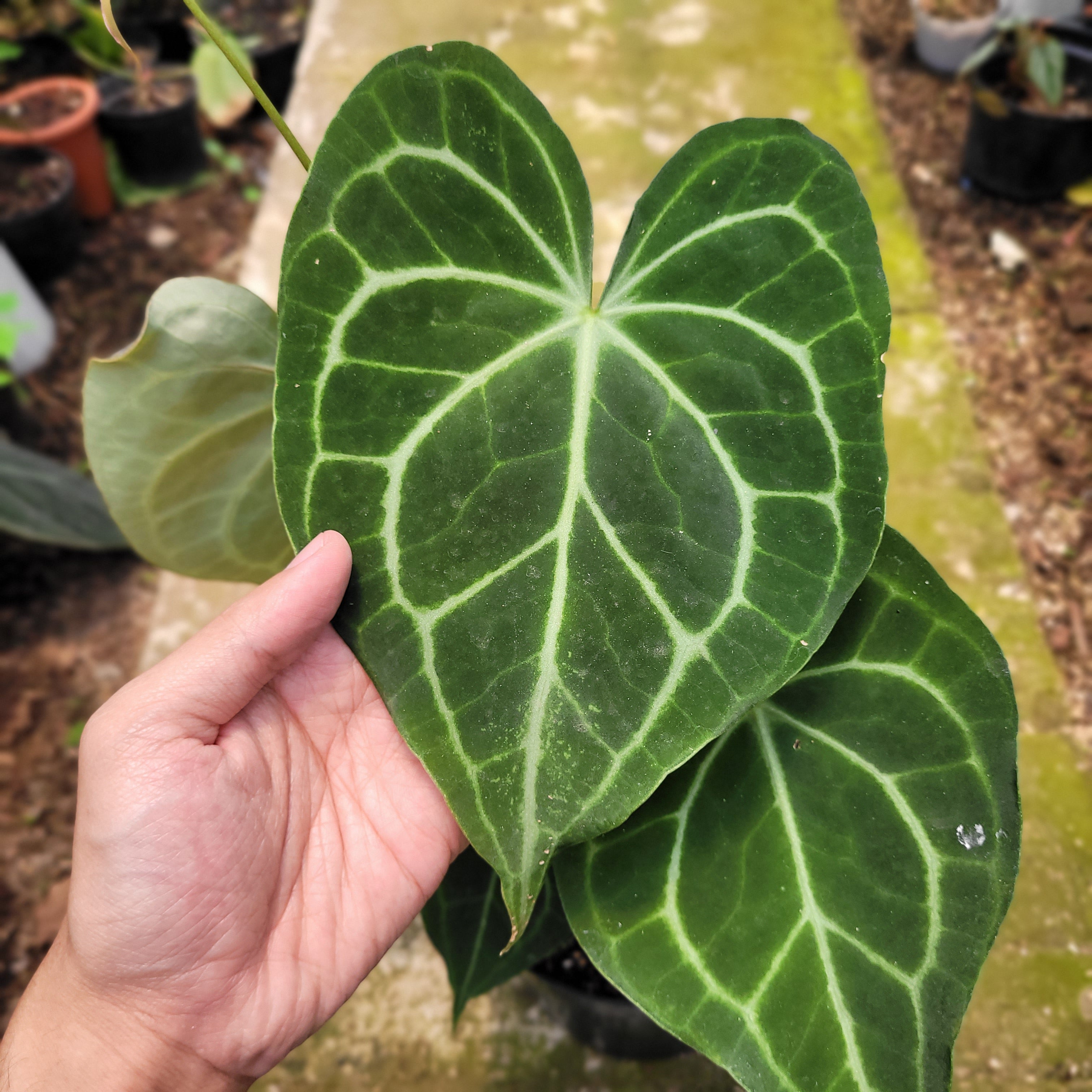 RP002-10 Anthurium Clarinervium x Warocqueanum