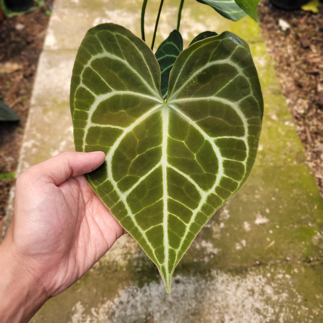 RP002-10 Anthurium Clarinervium x Warocqueanum