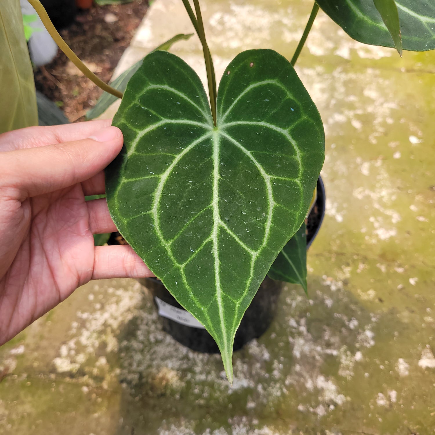 RP002-10 Anthurium Clarinervium x Warocqueanum