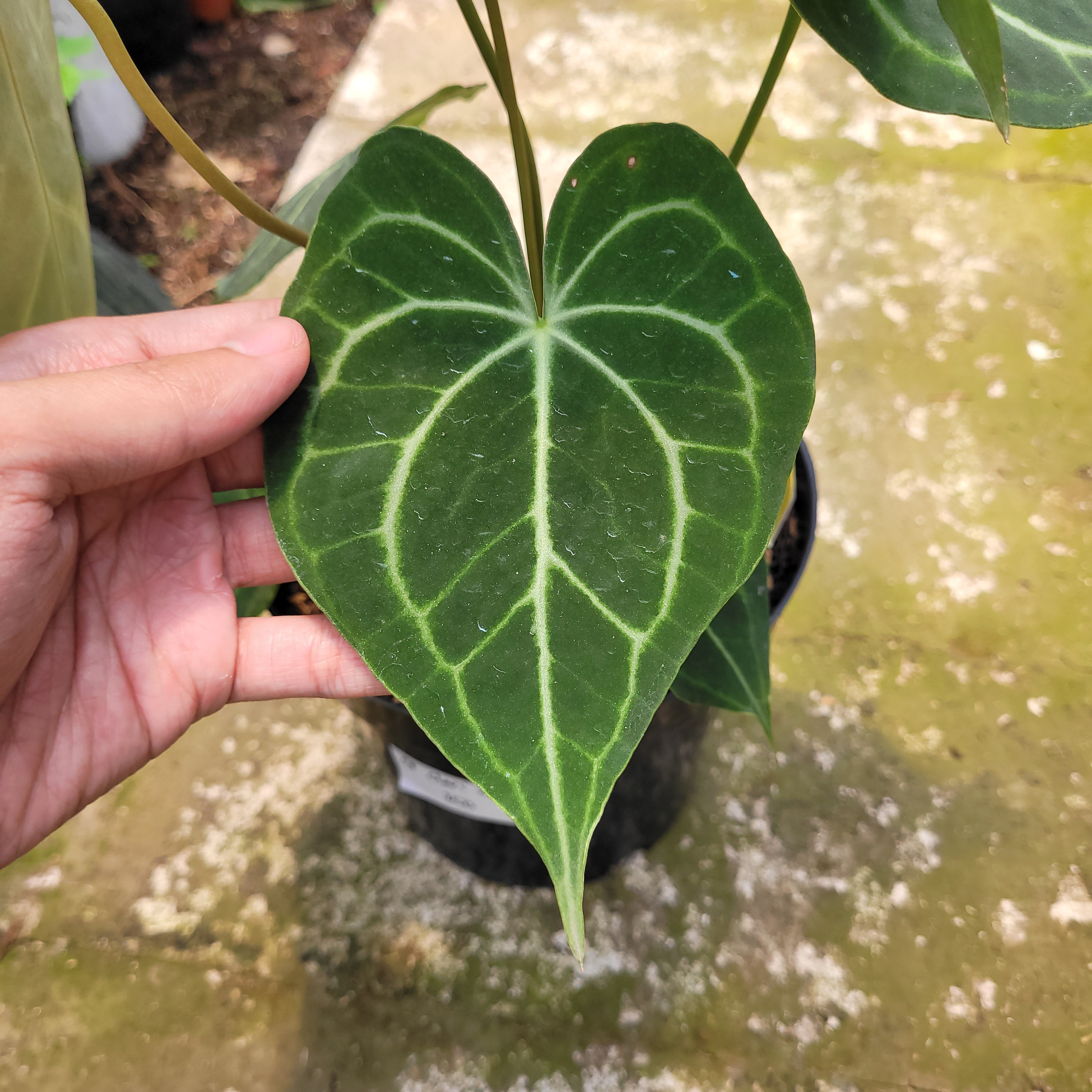 Anthurium Clarinervium x Warocqueanum