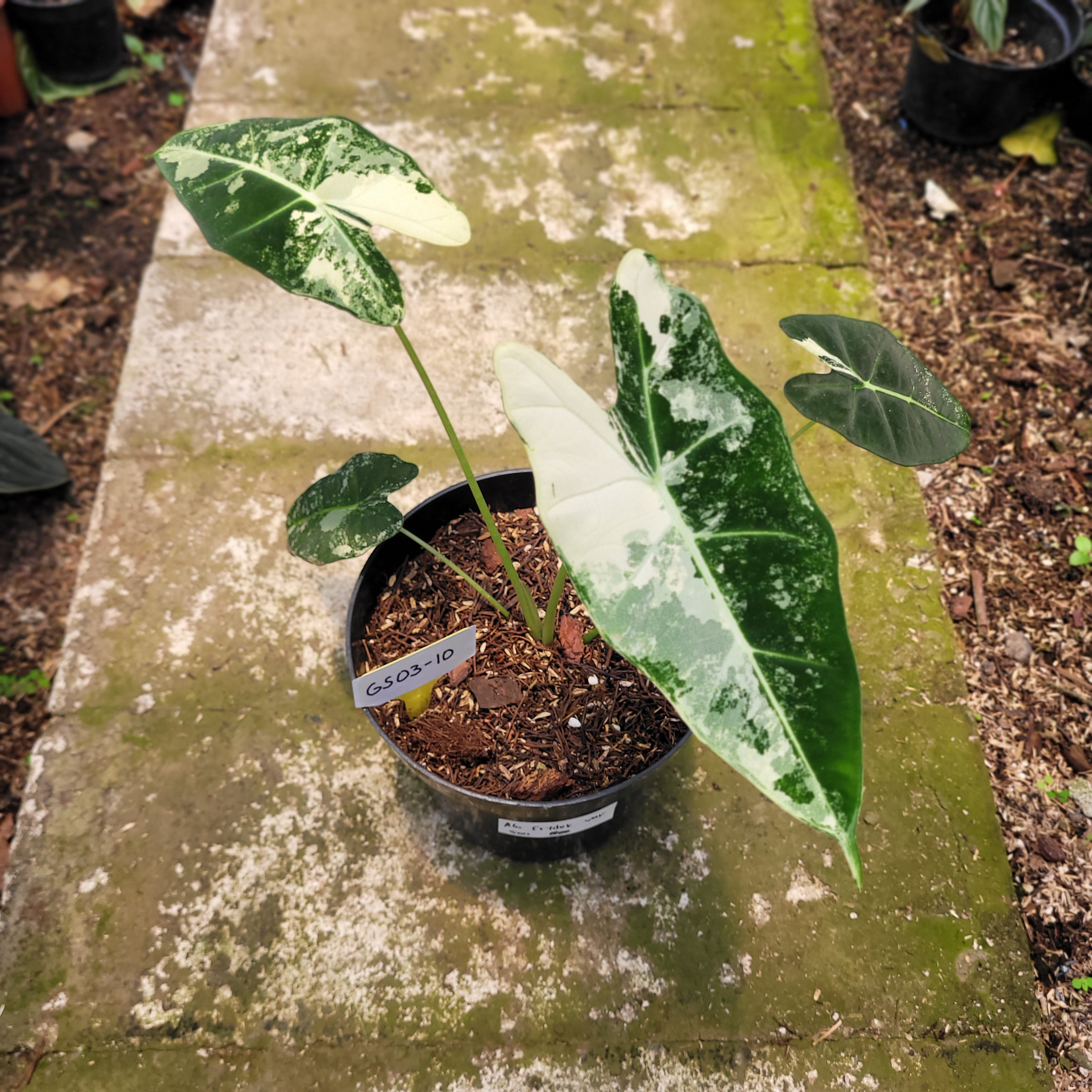 Rp003-10 Alocasia Frydek variegated