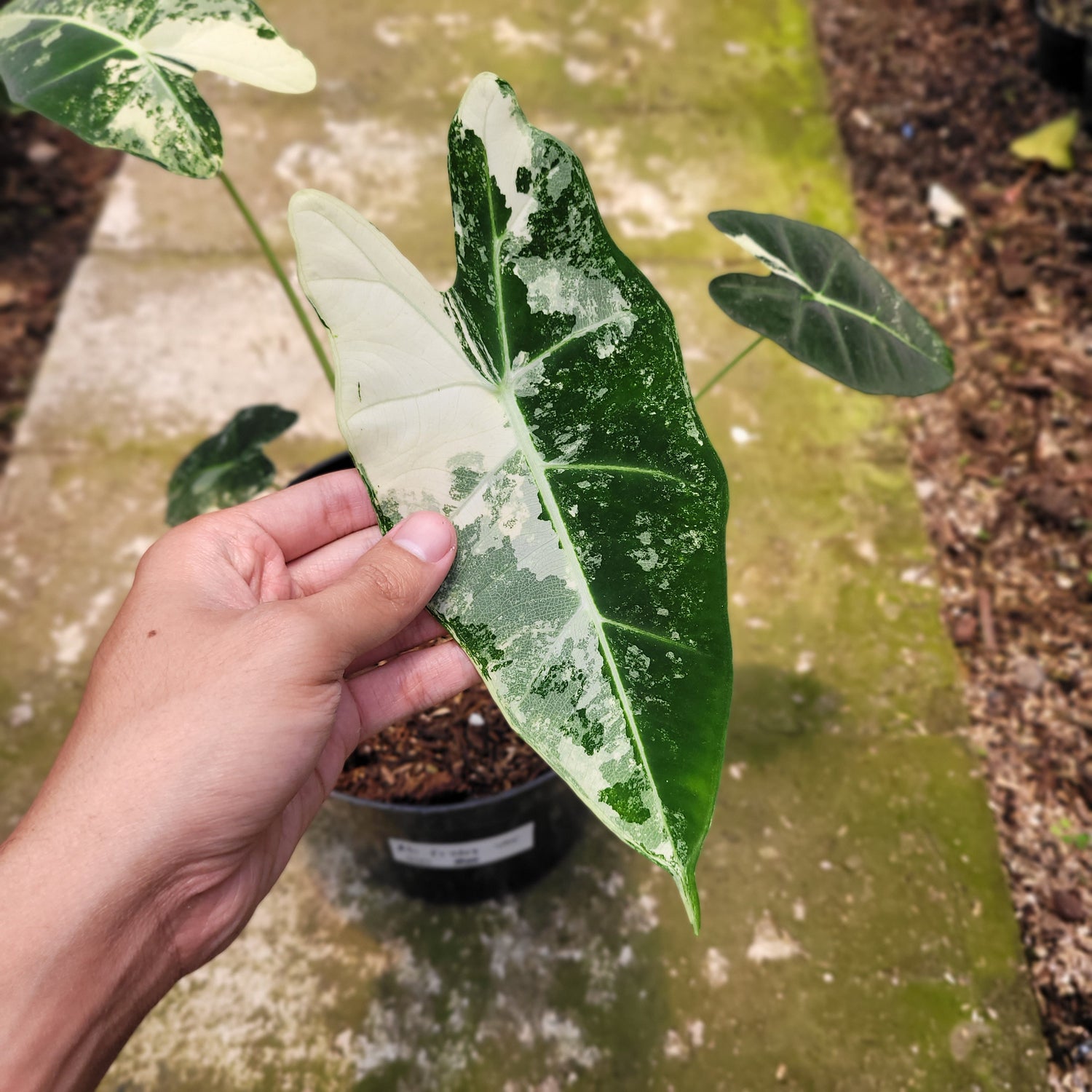 Rp003-10 Alocasia Frydek variegated