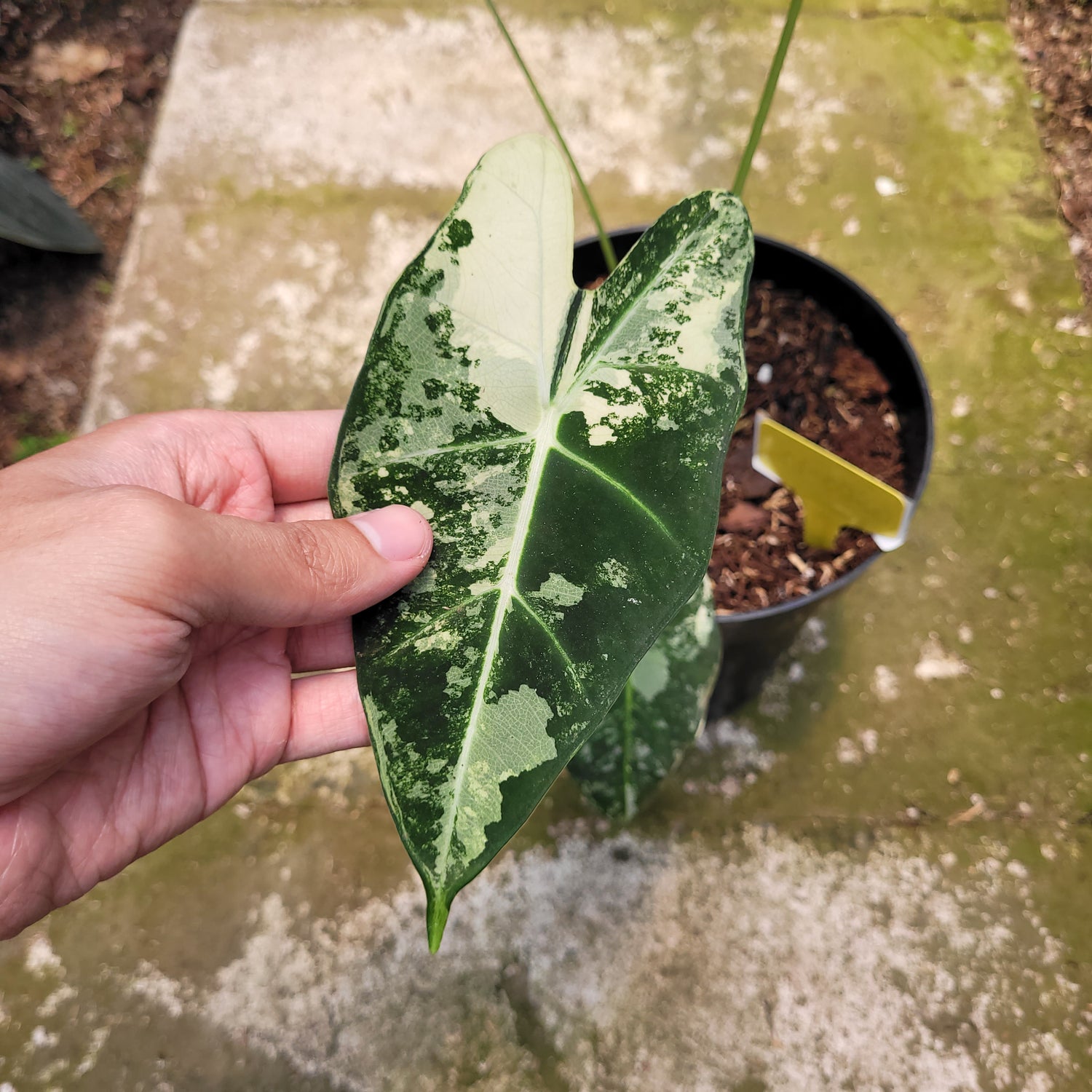 Rp003-10 Alocasia Frydek variegated