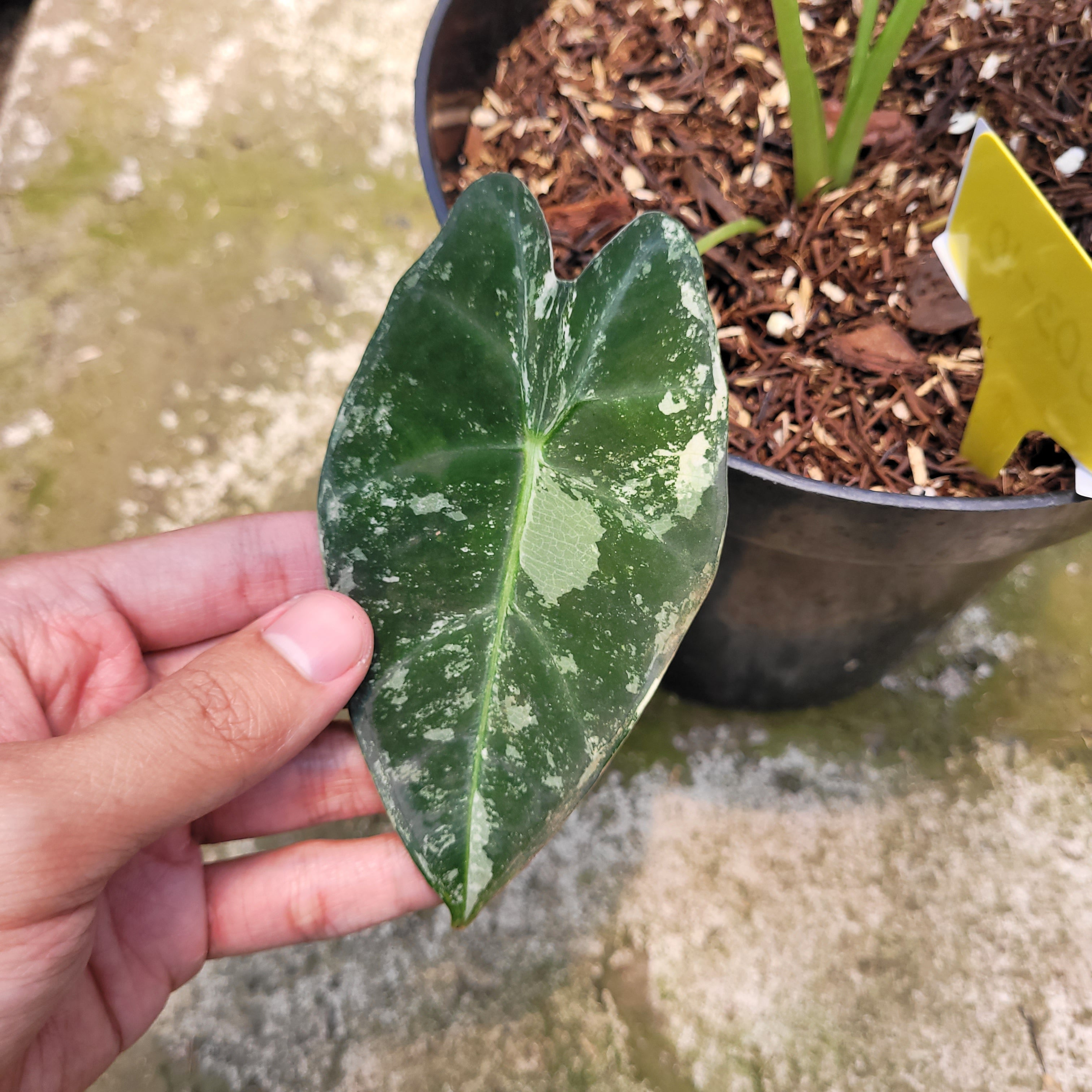 Rp003-10 Alocasia Frydek variegated